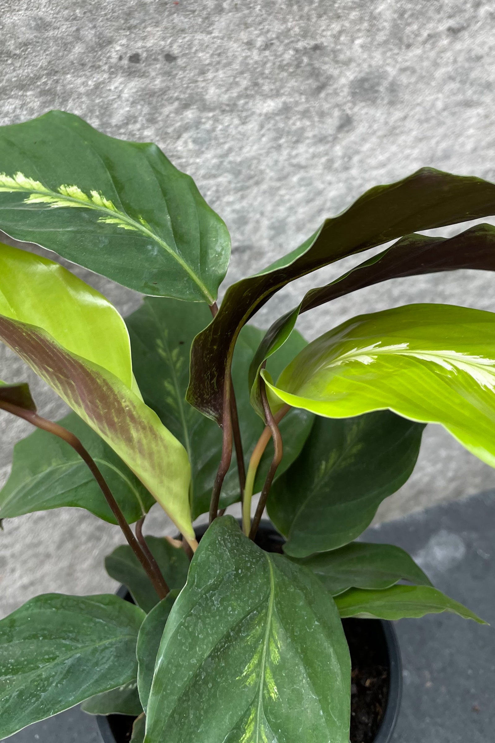 Calathea 'Maui Queen' 4 Inch Live Plant - Rare Tropical Houseplant for Home & Office Decor | Perfect for Indoor Gardening, Gift Giving & Plant Lovers