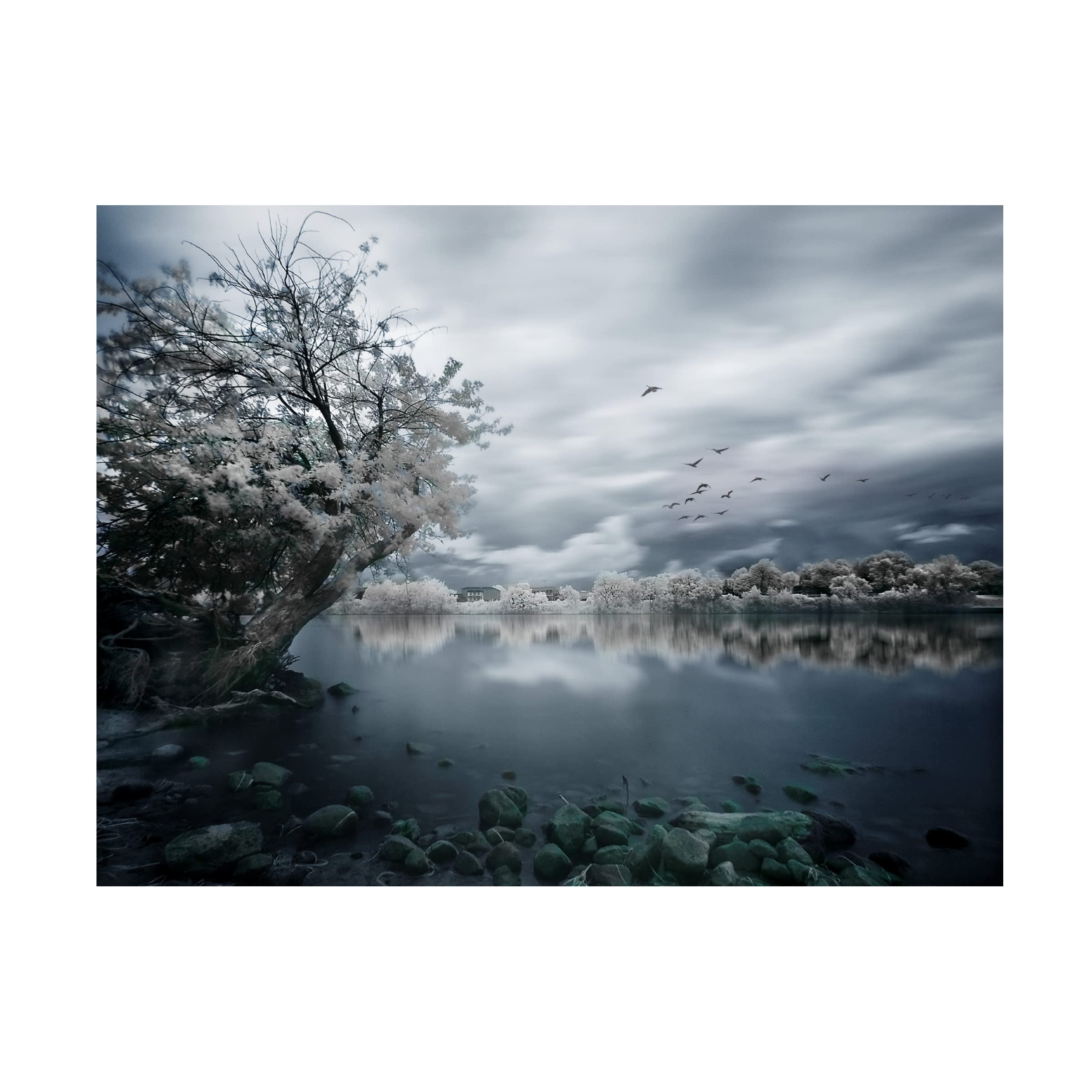 Trademark Fine Art 'Migration Coastline' Canvas Wall Art Print by David Senechal Photography - Coastal Decor for Living Room, Bedroom & Office