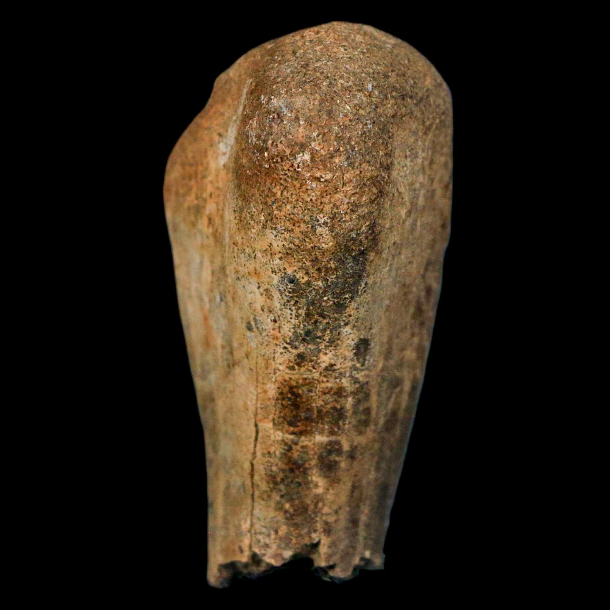 Authentic 2 Edmontosaurus Fossil Finger Bones from Hell Creek Formation - Cretaceous Dinosaur Fossil with COA - Perfect for Paleontology Collections, Educational Displays & Dinosaur Enthusiasts