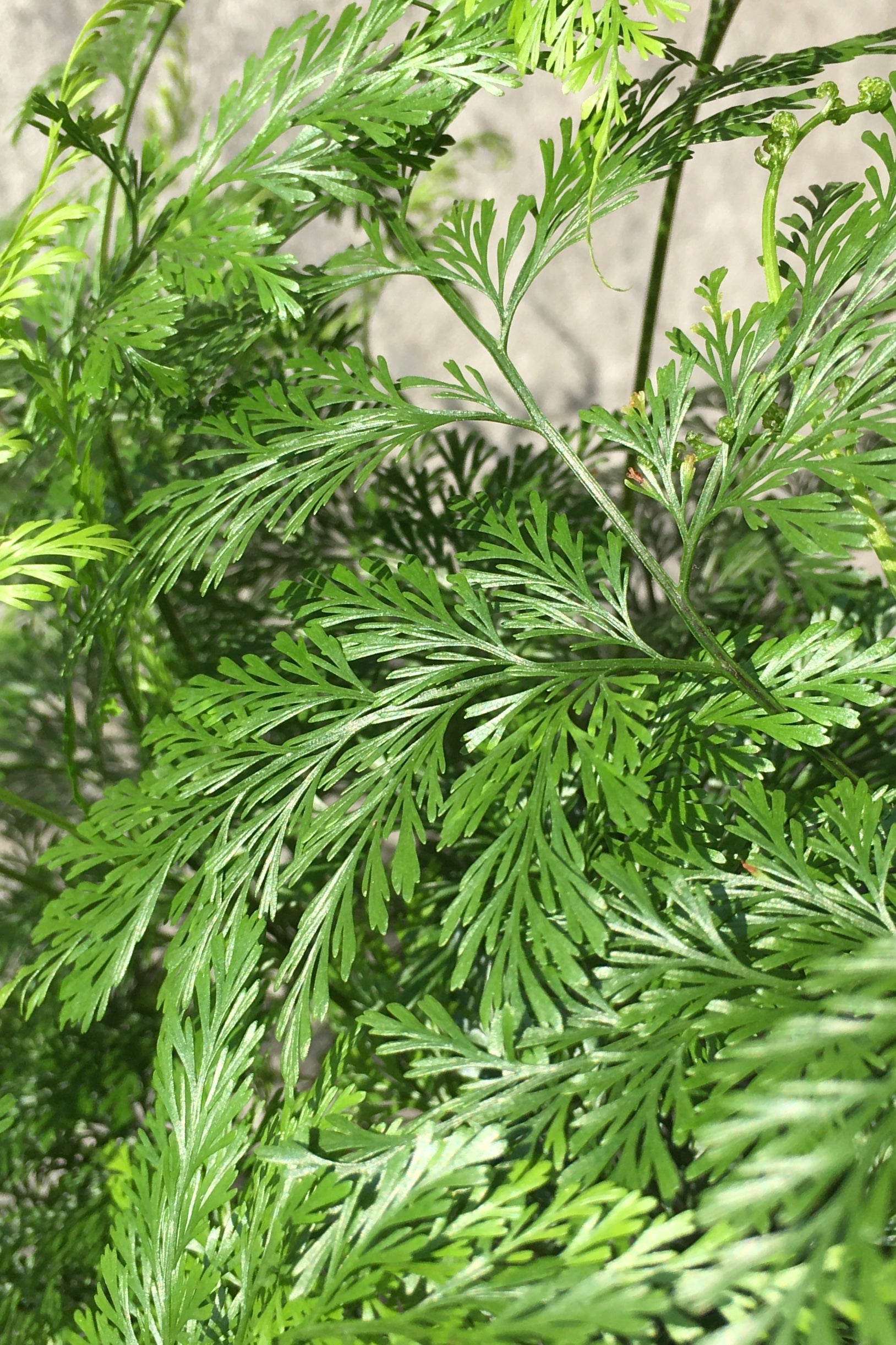 Davallia Canariensis Deer Foot Fern - 6 Inch Live Plant for Indoor & Outdoor Gardening - Perfect for Hanging Baskets, Terrariums, and Shaded Gardens