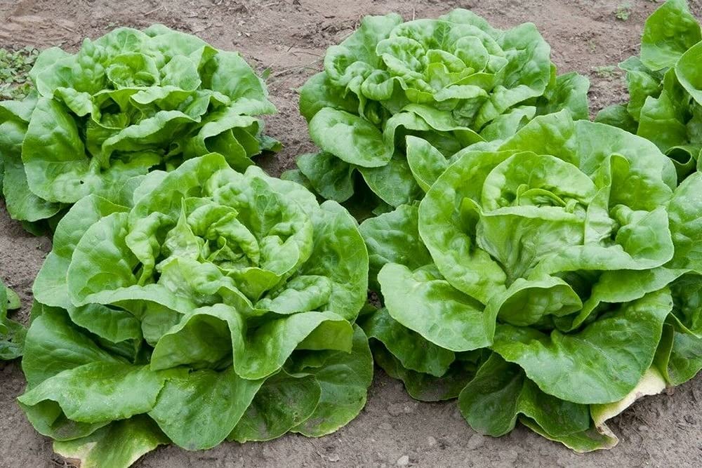 2000 Non-GMO ButterCrunch Butterhead Lettuce Seeds - Fresh Leaf Lettuce Seeds for Home Gardening, Salads & Healthy Eating - Perfect for Indoor/Outdoor Planting, Hydroponics & Organic Gardens