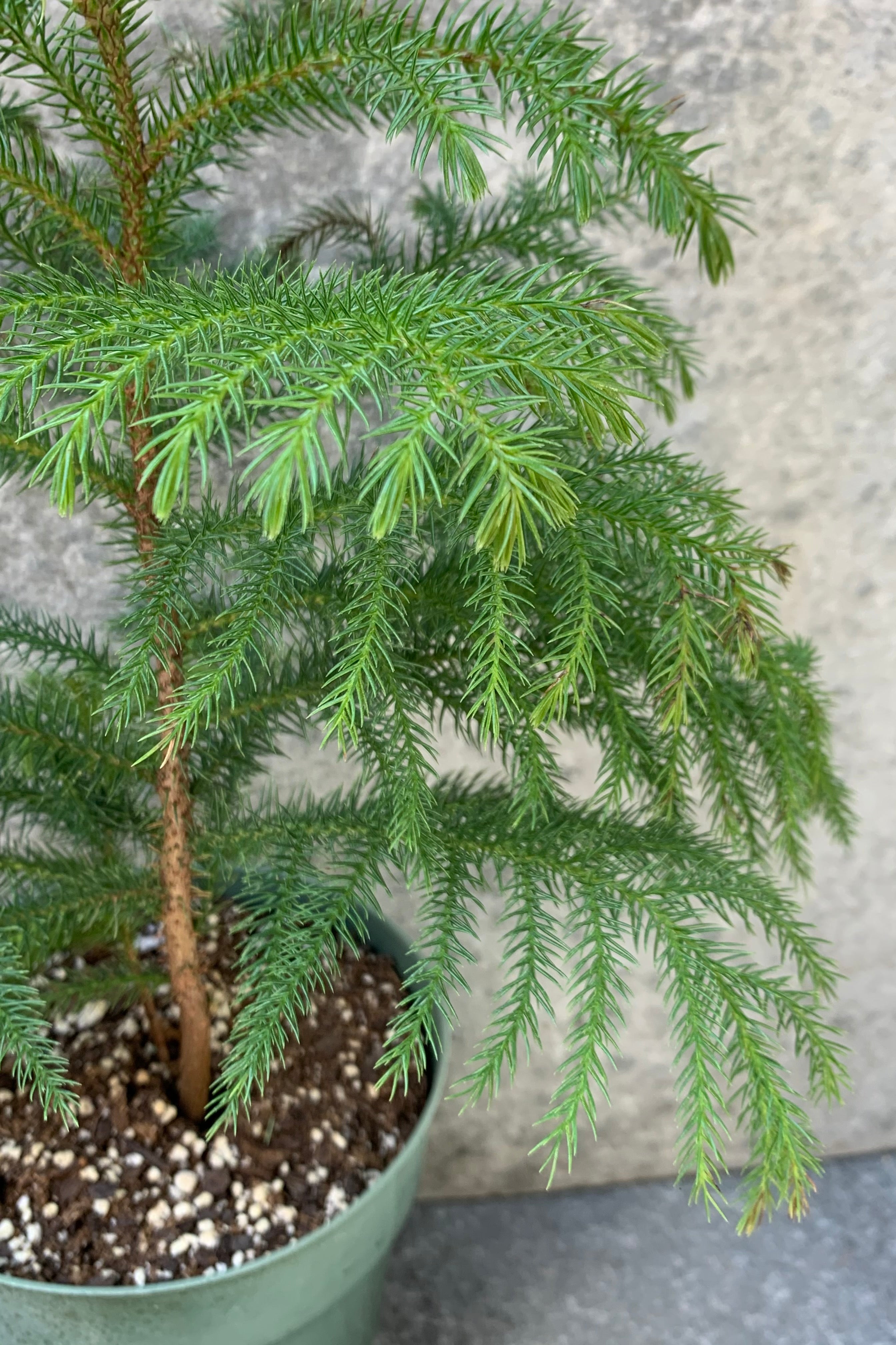Norfolk Island Pine (Araucaria heterophylla) - 6 Inch Indoor Potted Plant for Home Decor, Office, and Holiday Christmas Tree