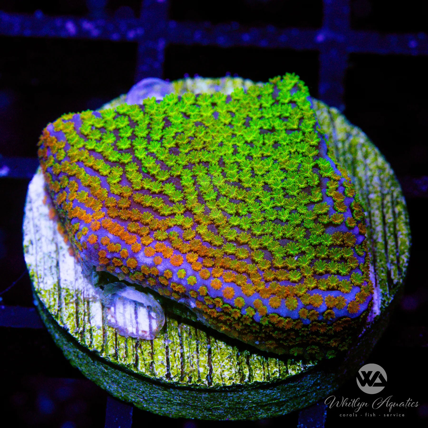 Rainbow Montipora Coral for Saltwater Aquariums - Vibrant Colored Live Coral for Reef Tanks, Nano Tanks & Marine Aquascaping