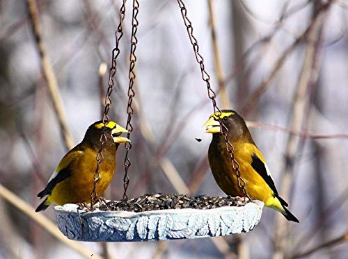 Premium Black Oil Sunflower Seeds - Whole, Non-GMO, 25 lb Bulk Bag for Bird Feeding, Wildlife Attraction & Backyard Gardening