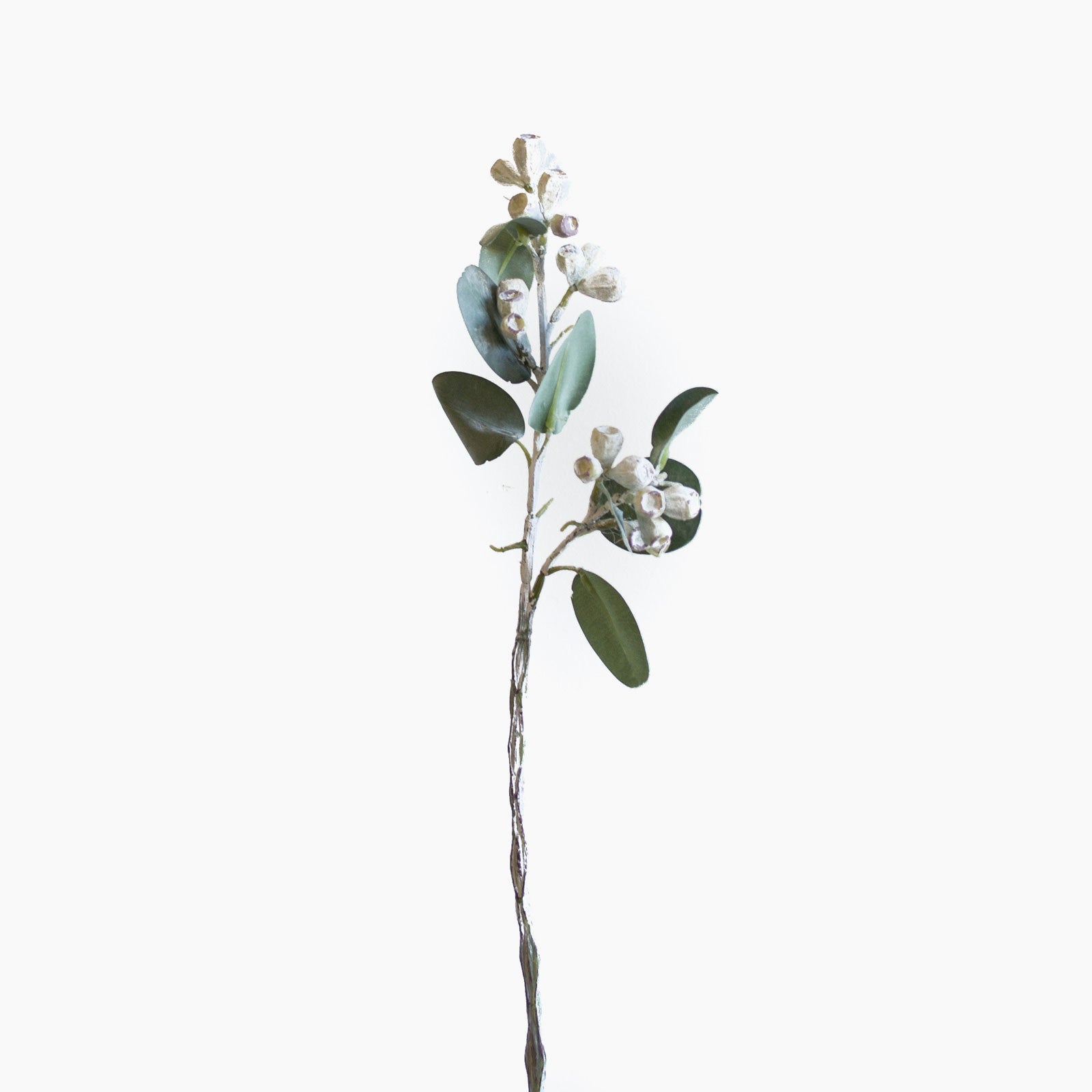 Premium Eucalyptus Tetragona (White & Green) - Fresh Cut Flowers for Home Decor, Weddings, and Floral Arrangements