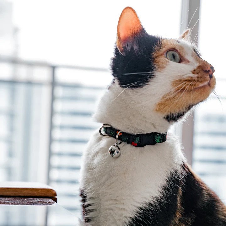 Premium Neko Cat Collar with Bell - Adjustable & Stylish Pet Collar for Cats - Perfect for Indoor/Outdoor Safety & Fashion Accessories