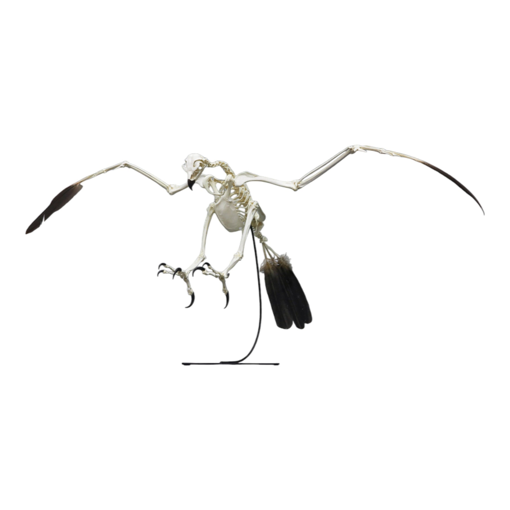 Authentic Golden Eagle Skeleton Replica - Premium Quality Collectible for Home Decor, Classroom Education & Natural History Displays
