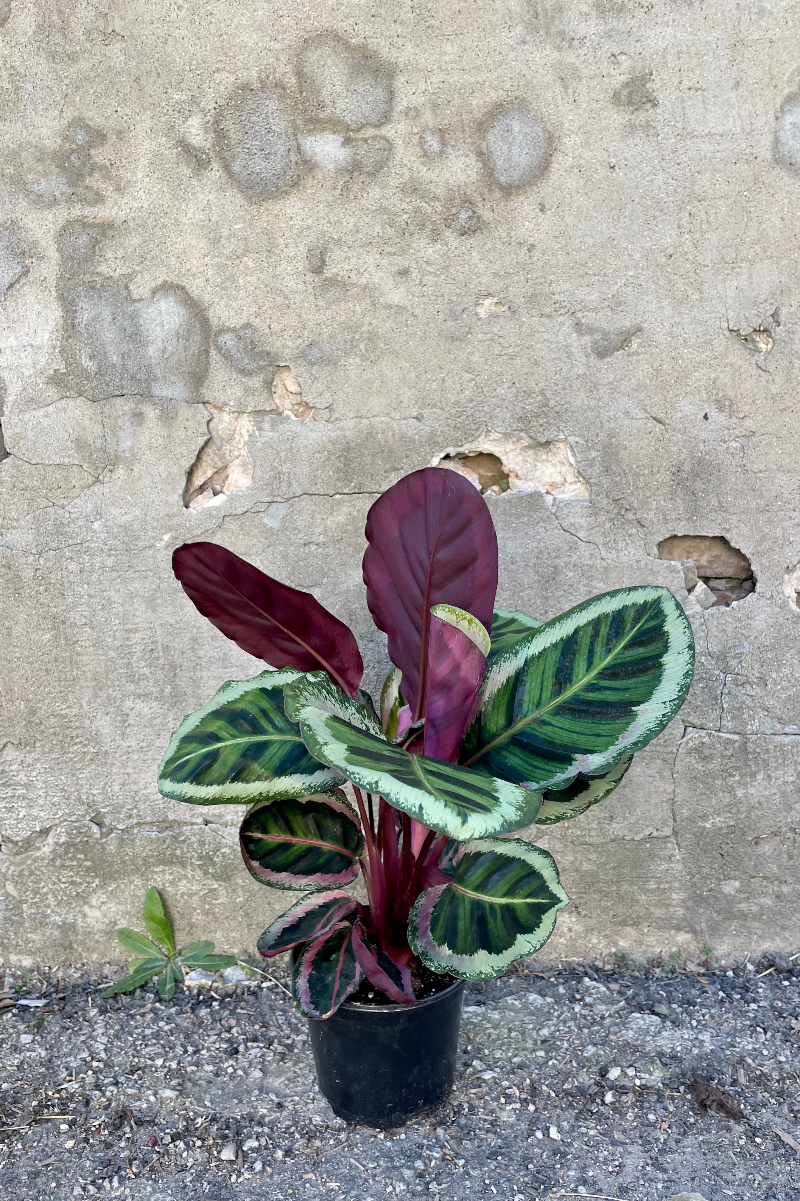 Calathea Roseopicta 'Angela' - 6 Inch Live Prayer Plant with Stunning Pink Leaves | Perfect for Home Decor, Office Plants & Indoor Gardening