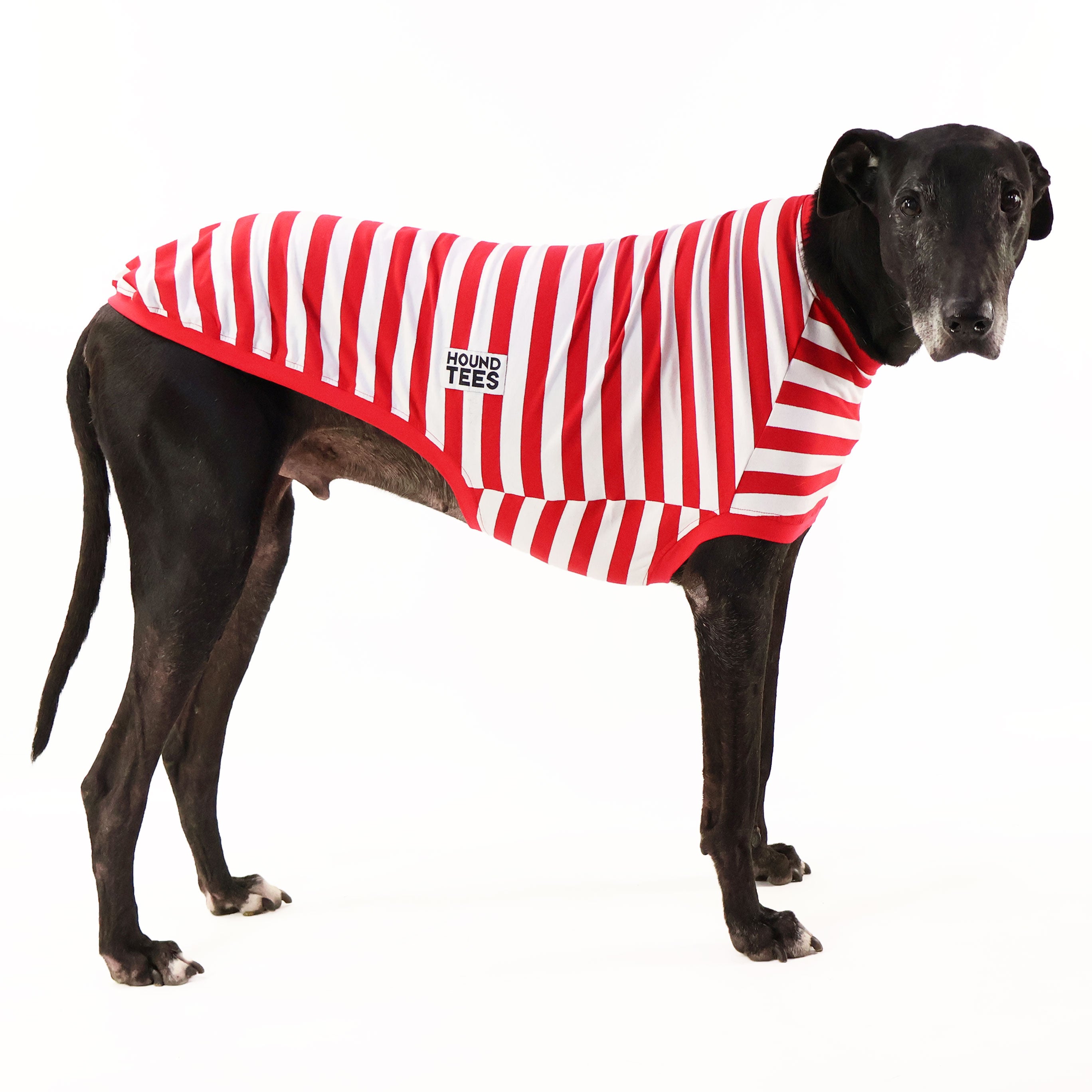 Wally Greyhound Sleeveless Hound Tee - Comfortable Dog Graphic T-Shirt for Men & Women - Perfect for Casual Wear, Dog Lovers & Summer Outfits