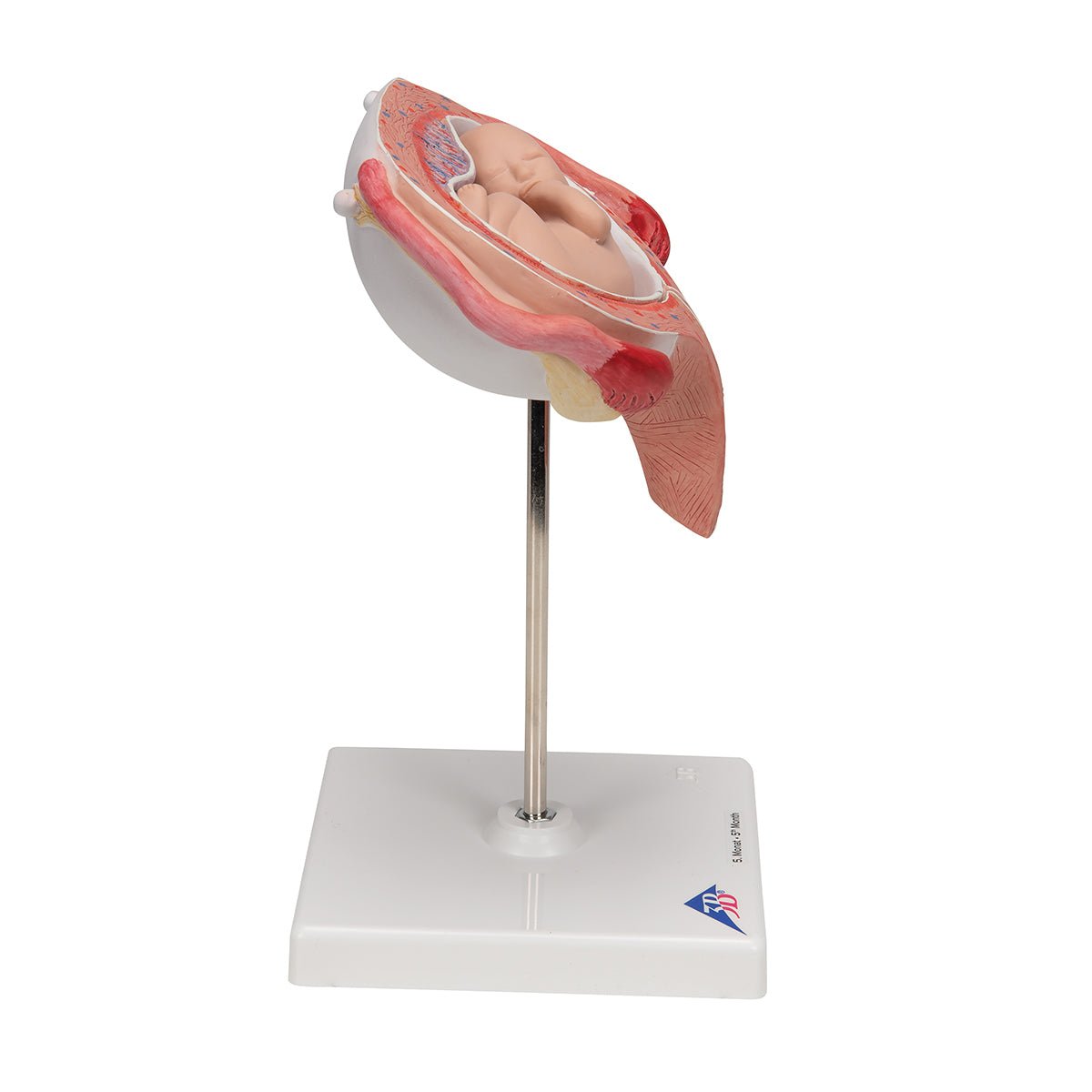5-Month Fetus in Dorsal Position - Detailed Fetal Development Model for Medical Education & Pregnancy Awareness