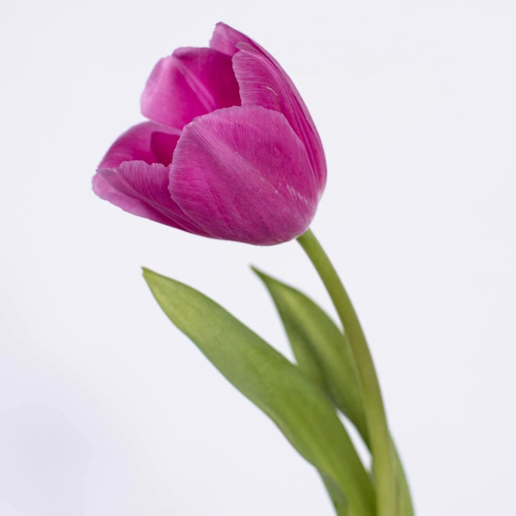 Bulk Pink Tulips - Fresh Cut Flowers for Weddings, Home Decor, and Floral Arrangements | Barcelona Style Blooms
