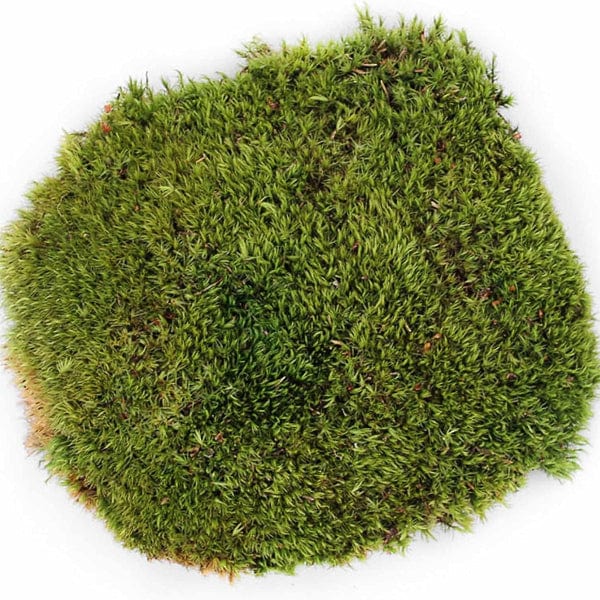Galápagos Pillow Moss - Premium Natural Moss for Terrariums, Vivariums & Home Decor | Perfect for DIY Projects, Fairy Gardens & Indoor Plant Displays