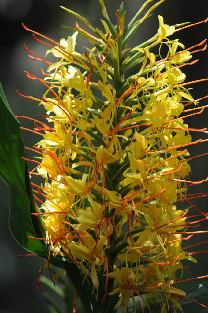 Hedychium Gardnerianum Yellow Kahili Ginger Plant Root - Live Tropical Flower Bulbs for Garden Planting (1 Pack) | Zone 5 Hardy | Perfect for Hawaiian-Themed Landscaping, Poolside Gardens & Exotic Flower Arrangements