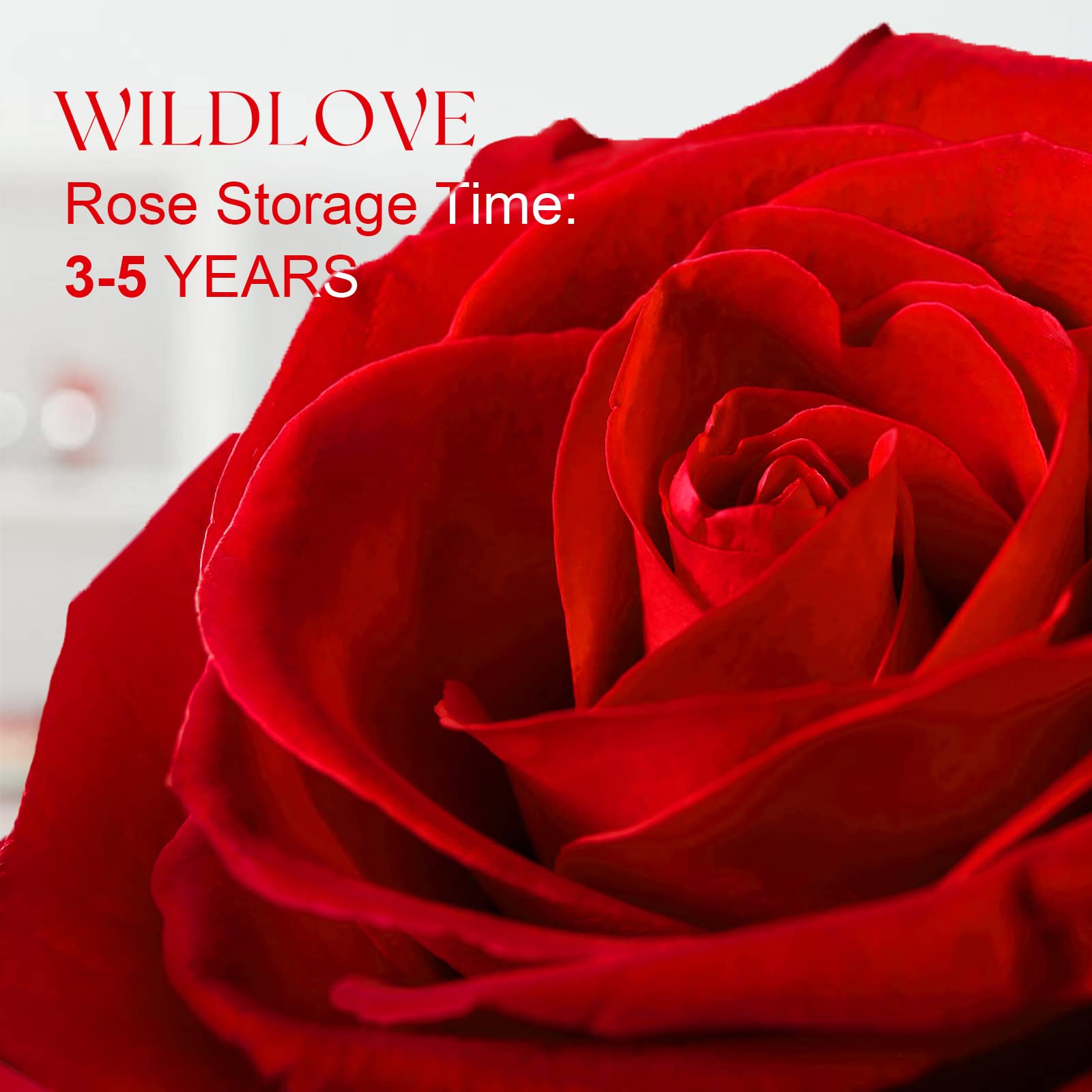 WILDLOVE Preserved Real Rose with 'I Love You' Necklace - Romantic Valentine's Day Gifts for Her, Wife, Girlfriend or Mom | Anniversary & Birthday Present for Women | Perfect for Date Nights, Proposals & Special Occasions