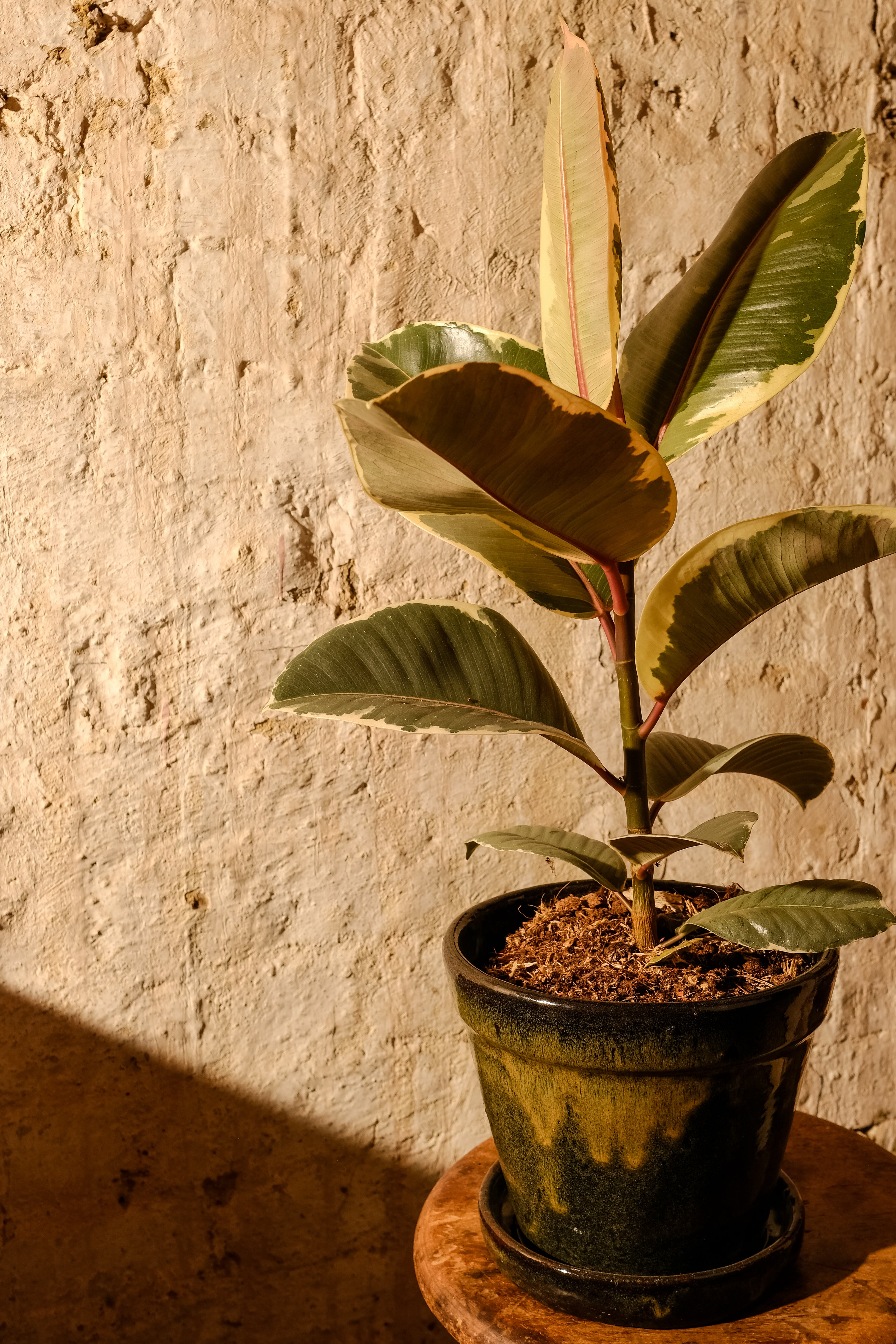 Ficus Elastica Tineke Rubber Plant - Variegated Indoor Houseplant for Home & Office Decor - Perfect for Living Rooms, Bedrooms, and Workspaces