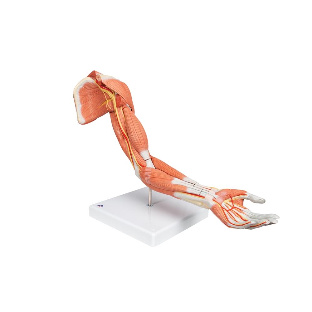 Premium 6-Part Deluxe Muscle Arm Anatomy Model - Ideal for Medical Students, Anatomy Study & Science Education