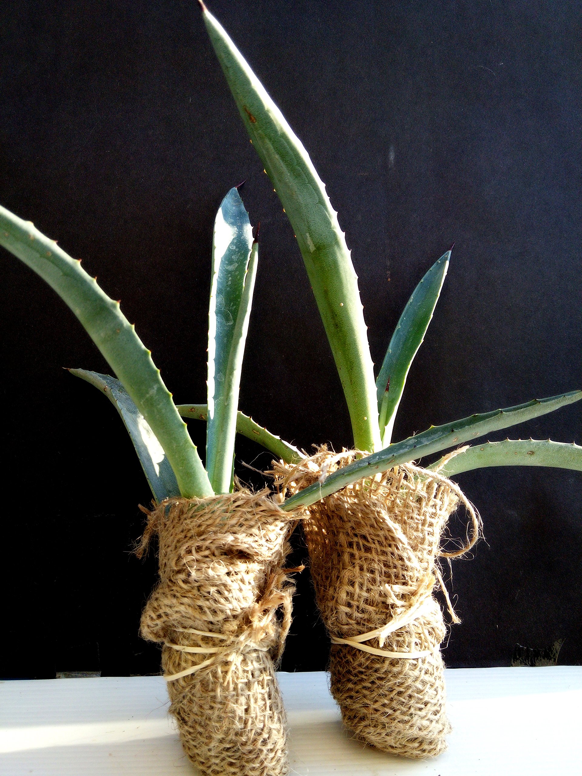 Blue Agave Plants (Agave Americana) - Pair of Drought-Tolerant Succulents for Desert Gardens | Xeriscaping & Low-Water Landscaping | Perfect for Outdoor Rock Gardens, Southwest Yards & Hot Climates | Ideal for Poolside Decor, Modern Patios & Eco Landscapes | Great for Water-Wise Gardening, Mediterranean Style Homes & Drought-Prone Areas