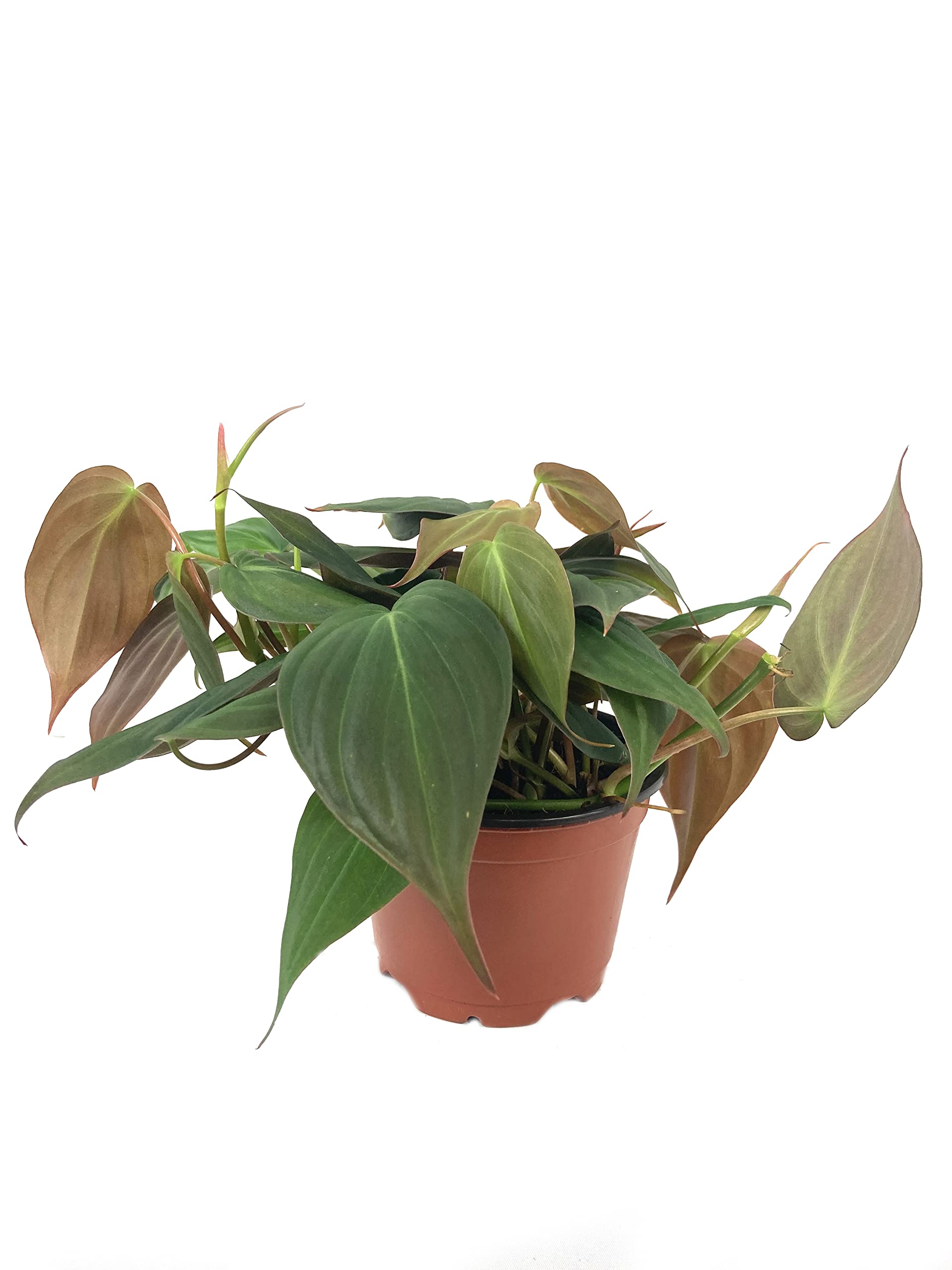 Philodendron Micans - 3 Live Plants in 4 Inch Growers Pots - Air Purifying Indoor Houseplant for Home, Office & Gift - Easy Care Tropical Plant from Florida