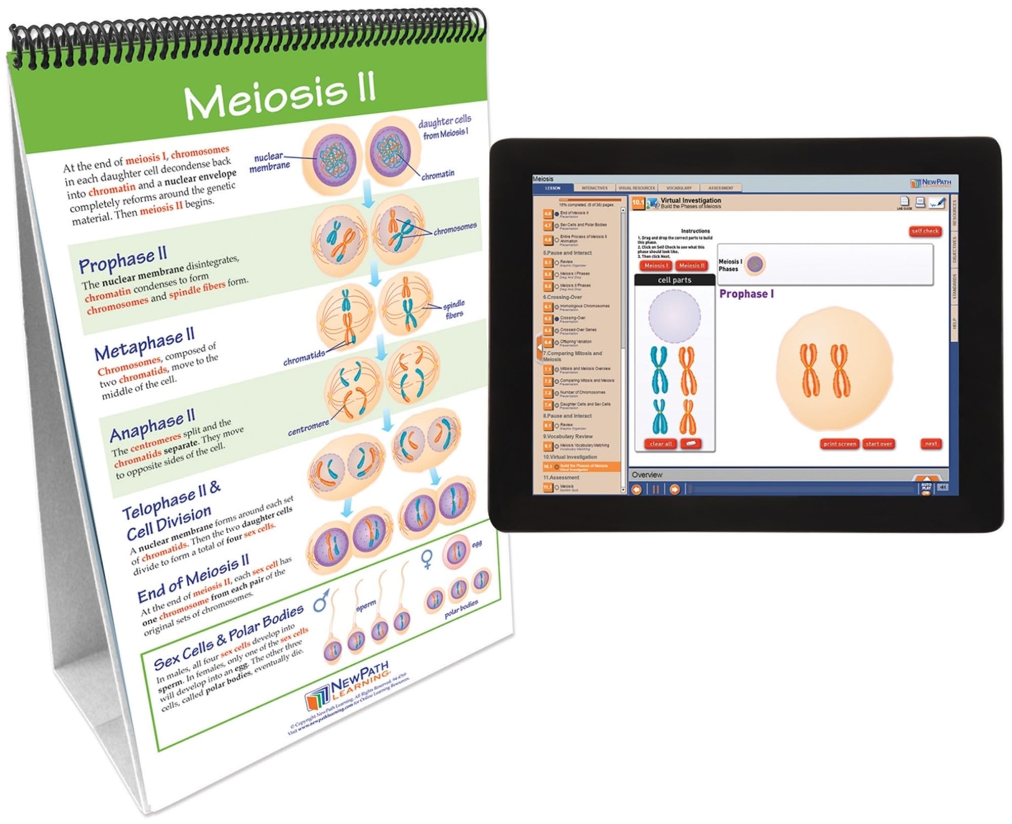 Newpath Learning Meiosis Flip Chart & Online Multimedia Lesson - Science Classroom Teaching Aid for Grades 6-10 | Perfect for Homeschooling & Interactive Biology Lessons