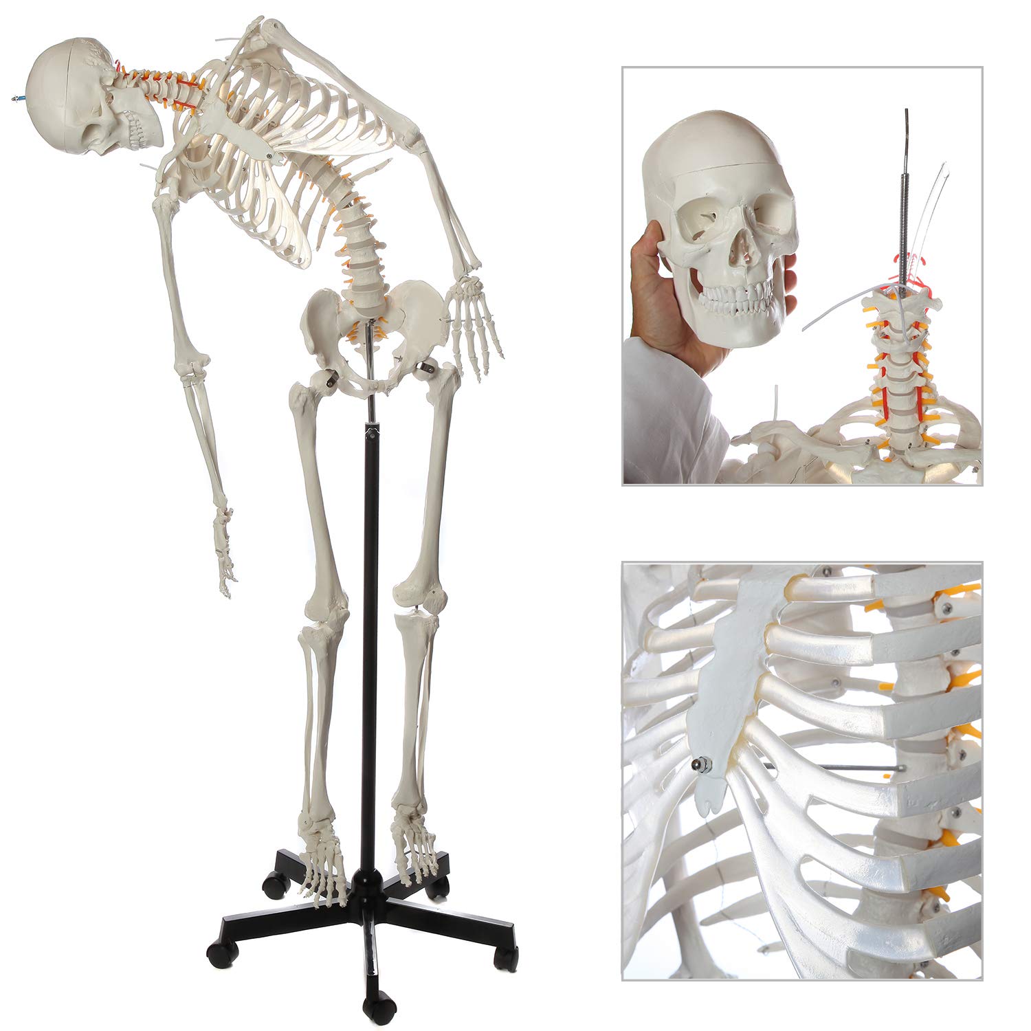 Axis Scientific Life-Size 5'6