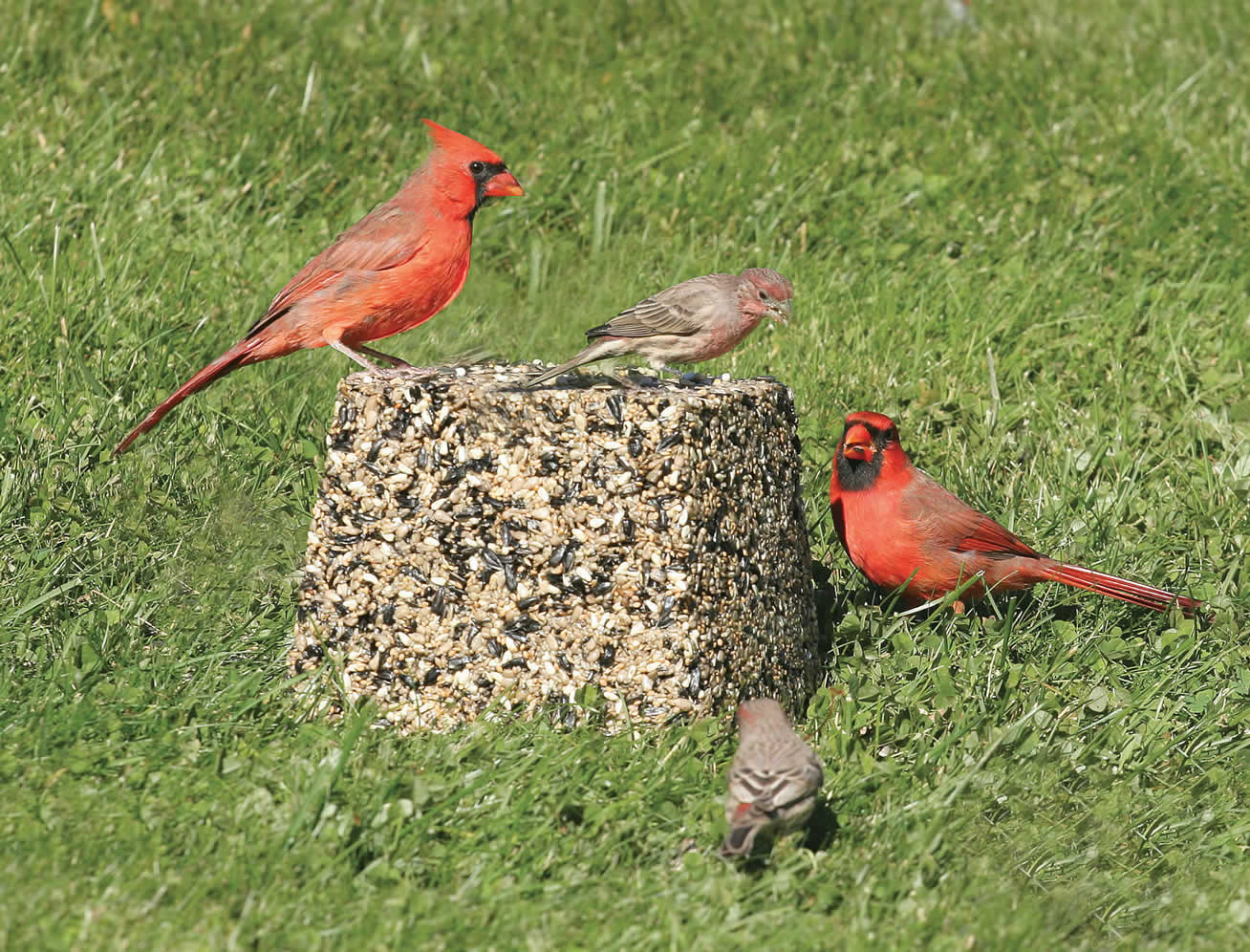 Duncraft Premium Jumbo Bird Feeder Block - Wild Bird Food for Outdoor Feeding - Attracts Cardinals, Blue Jays & Woodpeckers - Perfect for Backyard Birdwatching & Garden Decoration