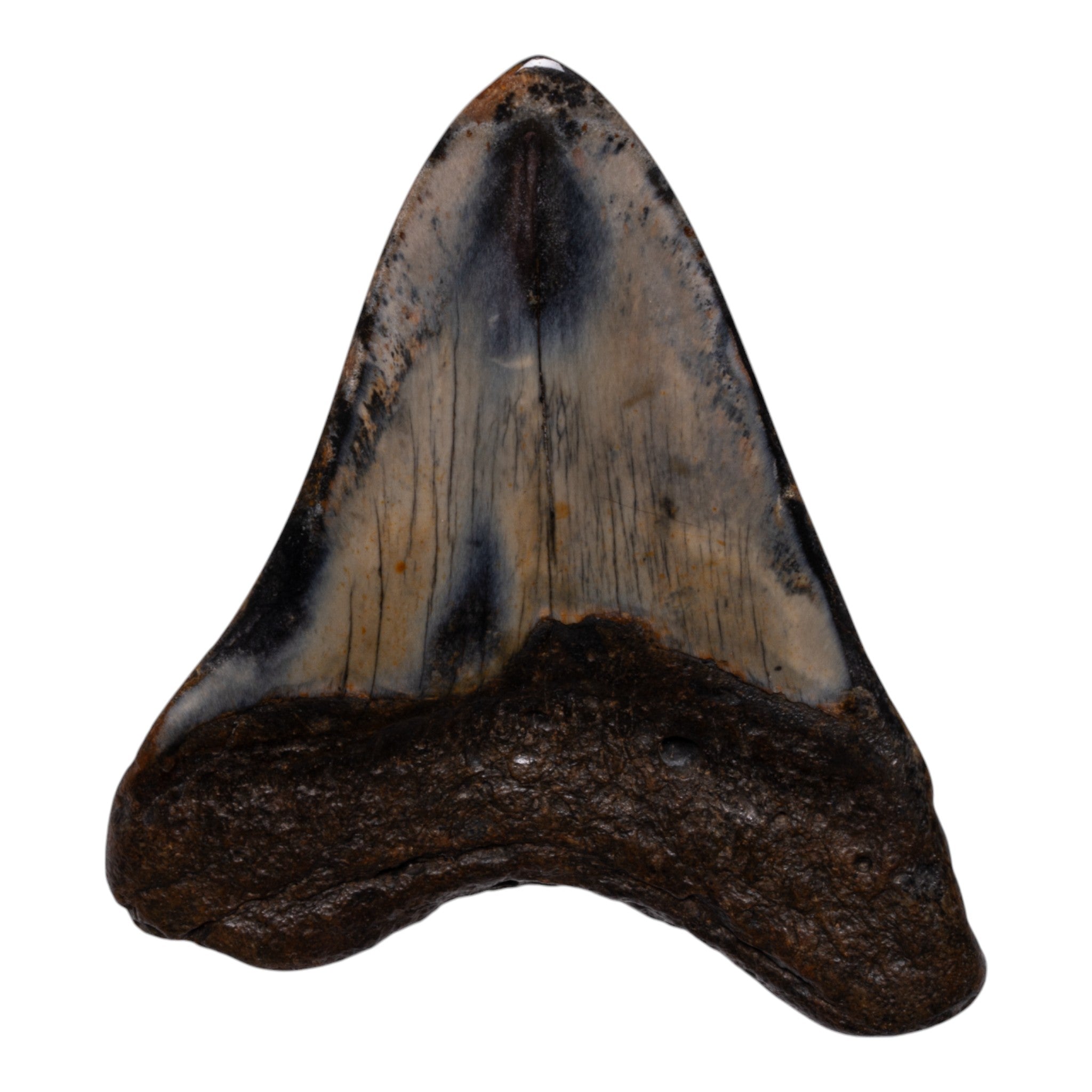 Genuine Megalodon Shark Tooth Fossil - Authentic Collector's Specimen for Display, Education & Gifts - Perfect for Paleontology Enthusiasts & Home Decor
