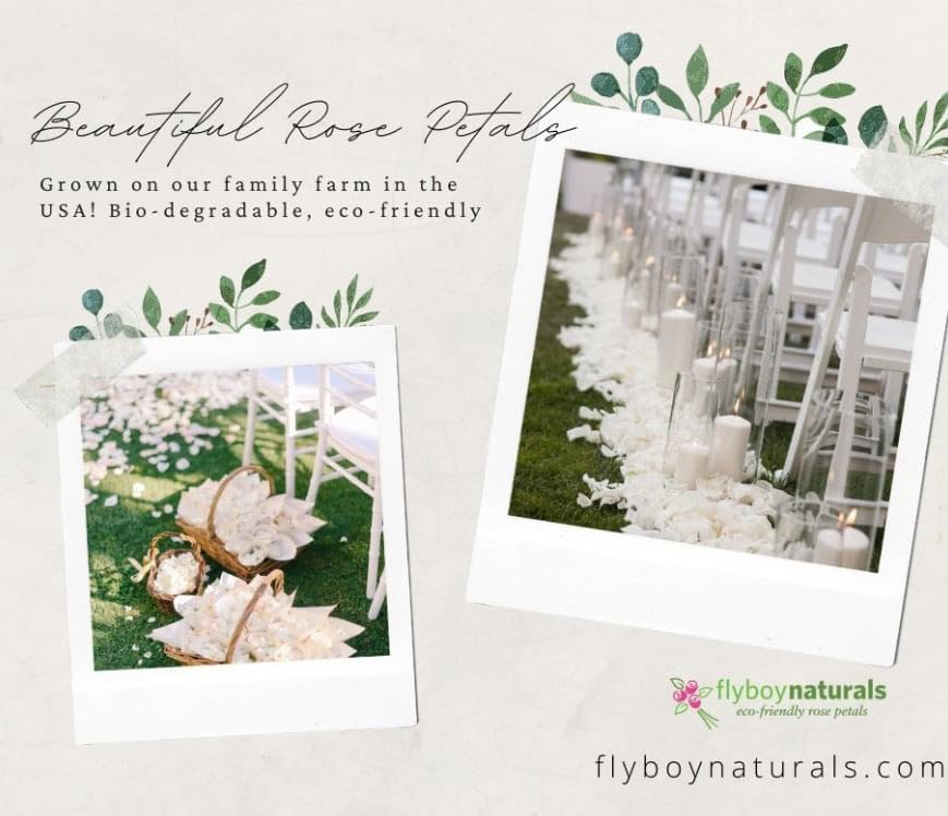 Premium Freeze-Dried Ivory Rose Petals - 1100 Count | Natural Wedding Decor, Aisle Scatter & Romantic Table Centerpieces | Flyboy Naturals