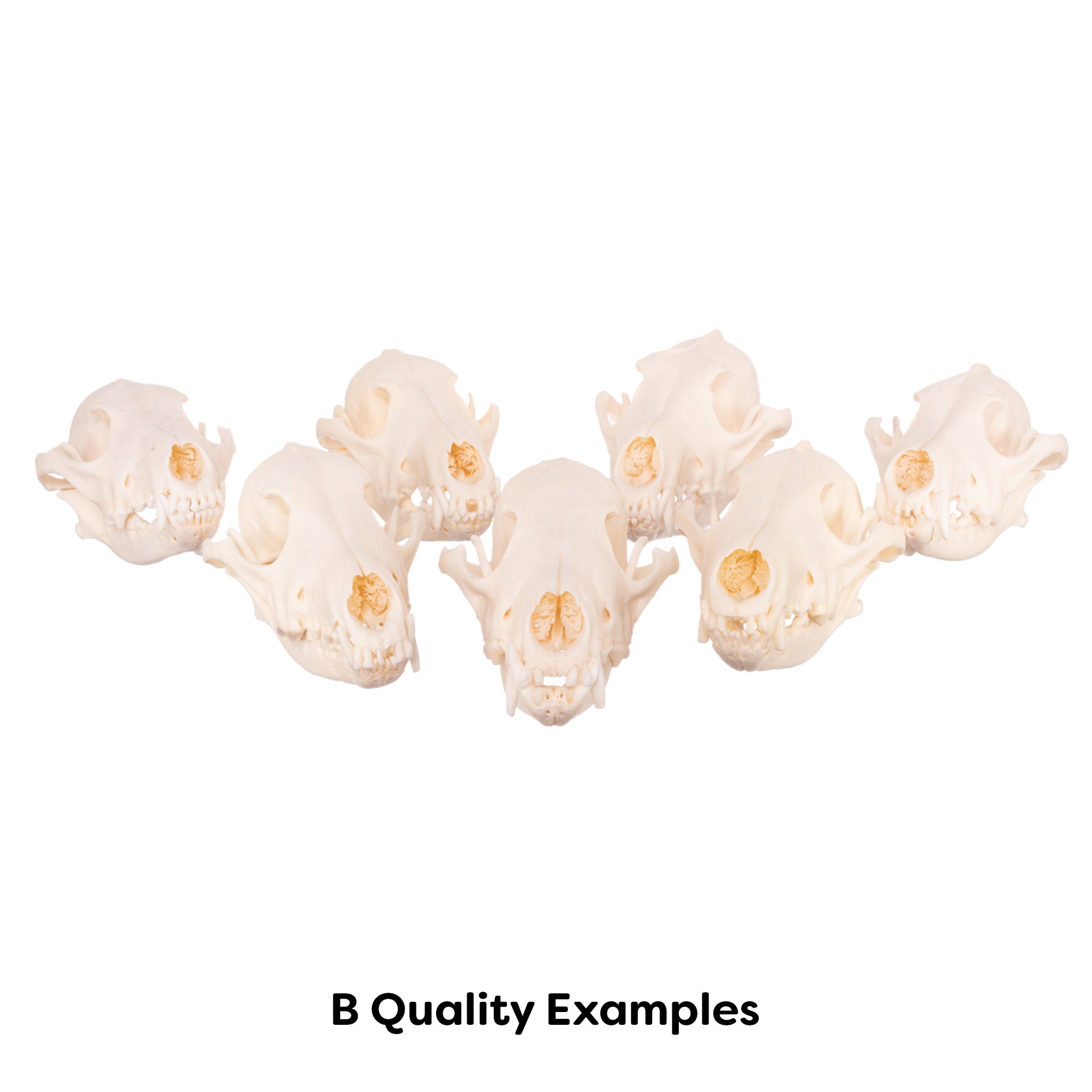 Authentic Real Coyote Skull - Taxidermy Specimen for Home Decor, Gothic Display, and Educational Use - Perfect for Halloween, Oddity Collections, and Science Classrooms