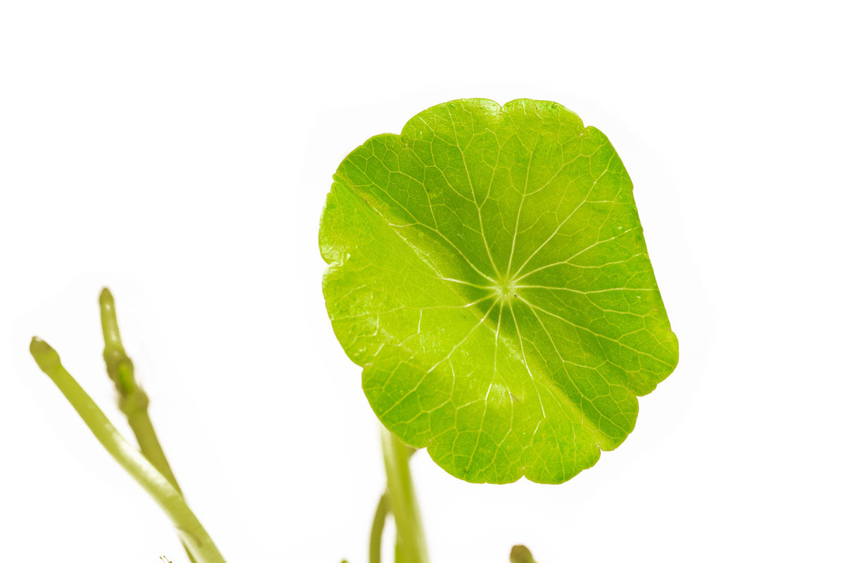 Hydrocotyle Verticillata (Whorled Pennywort) - Aquatic Plant for Aquariums, Ponds & Water Gardens | Perfect for Fish Tanks & Aquatic Landscaping