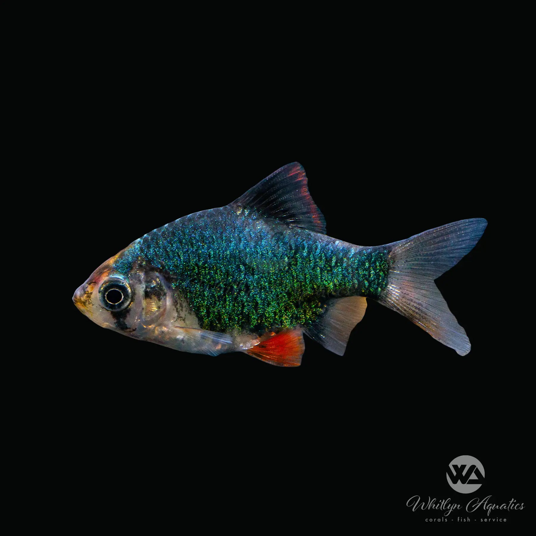 Green Tiger Barb Fish (Capoeta tetrazona) - Live Aquarium Fish for Freshwater Tanks - Perfect for Community Aquariums and Fish Tanks