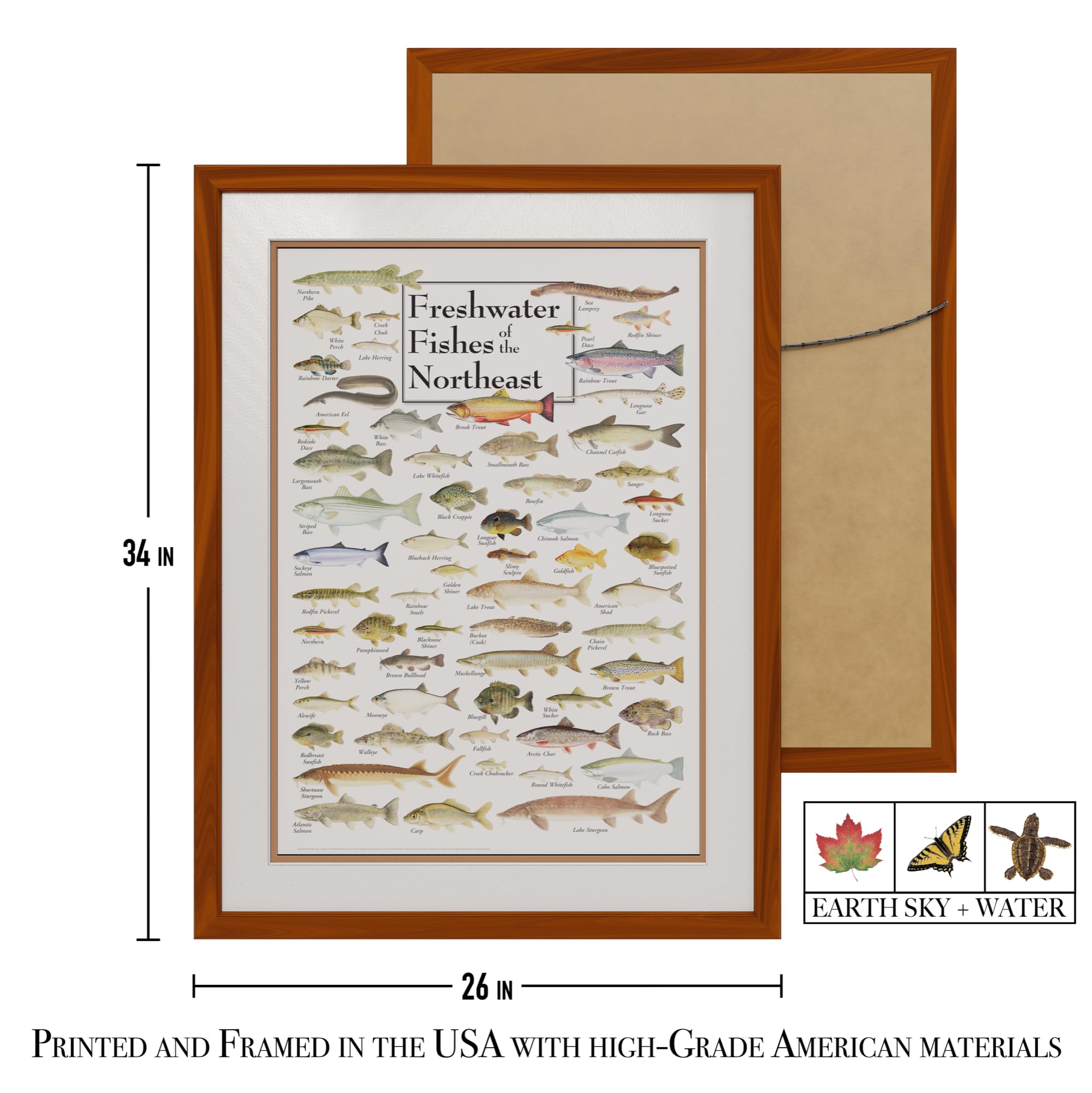 Earth Sky + Water - Freshwater Fishes of the Northeast - Premium Double-Matted Educational Posters with Natural Honey Frame - Perfect for Classroom Decor, Nature Study & Home Wall Art