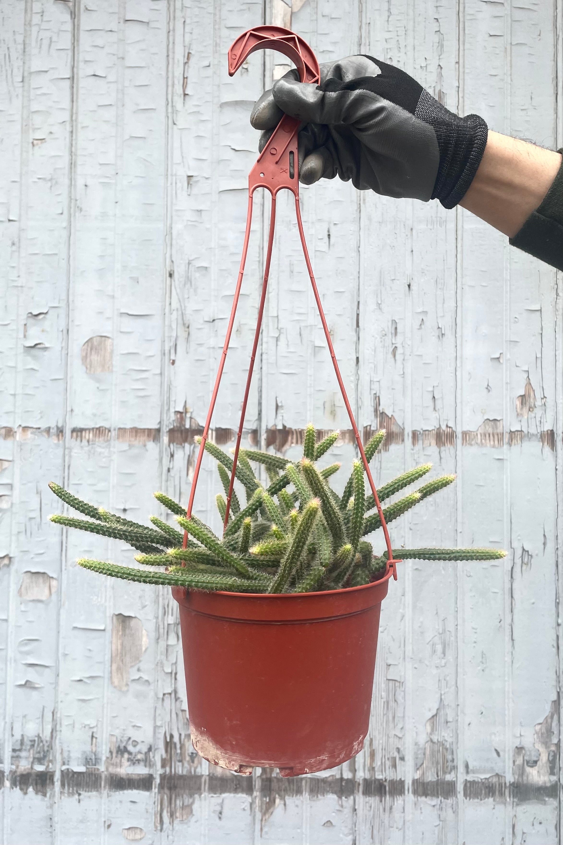 Disocactus Flagelliformis (Rat Tail Cactus) - 6 Inch Live Succulent Plant for Home & Office Decor | Perfect for Hanging Baskets, Windowsills & Gift Giving