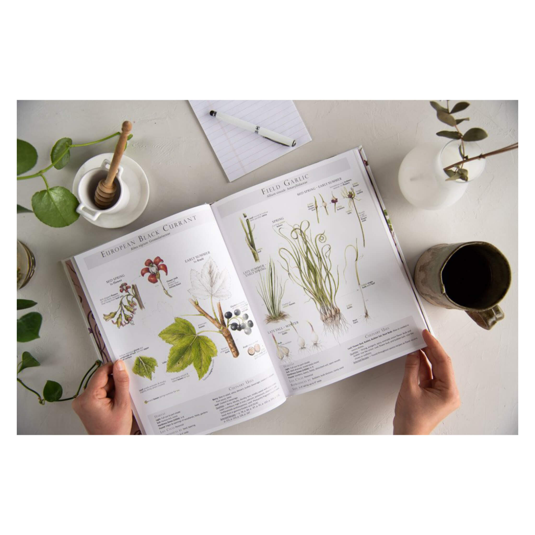 Foraging & Feasting: A Field Guide to Wild Edible Plants with 50+ Recipes - Perfect for Outdoor Adventures, Camping & Sustainable Living