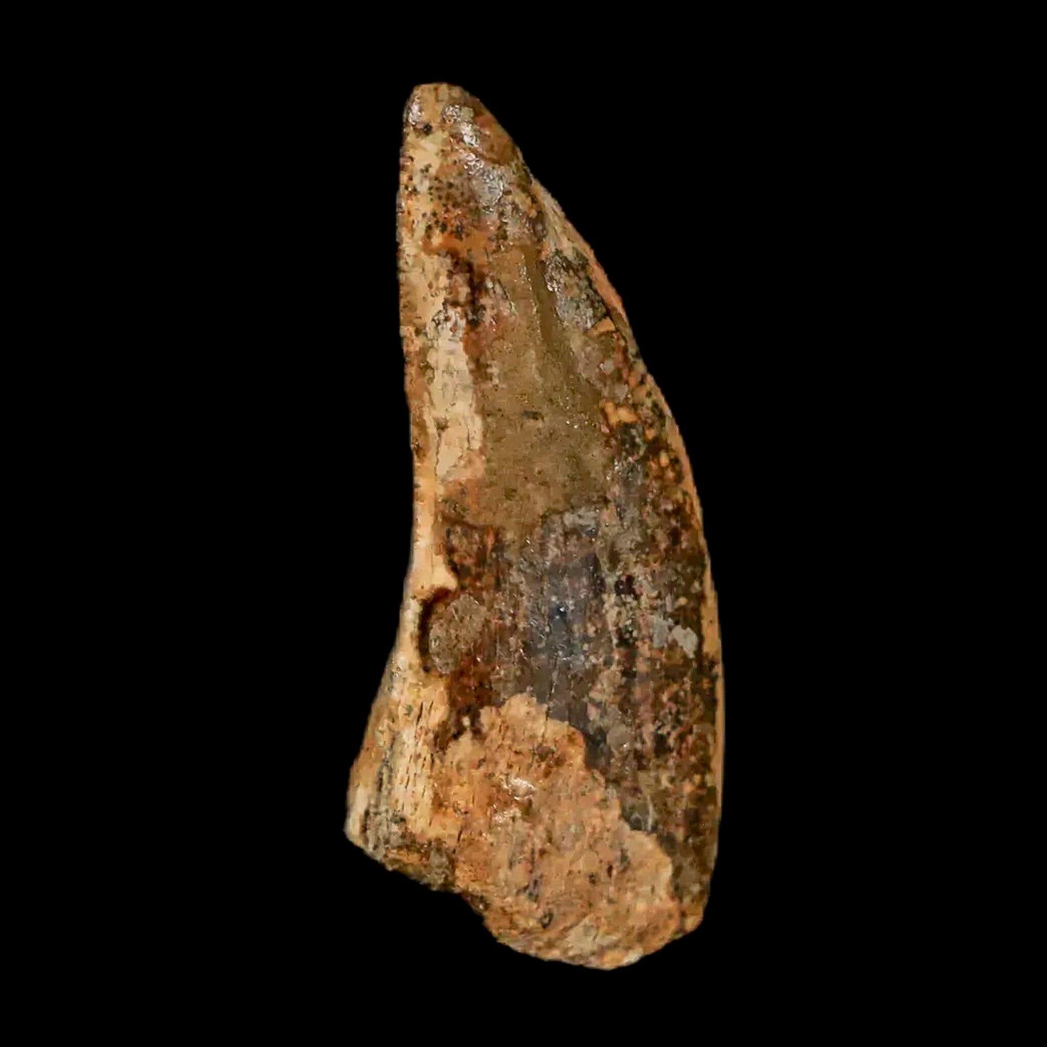 Authentic Nanotyrannus Tyrannosaurus Fossil Tooth - Rare Dinosaur Fossil from Lance Creek, Wyoming with COA - Perfect for Paleontology Collections & Educational Displays
