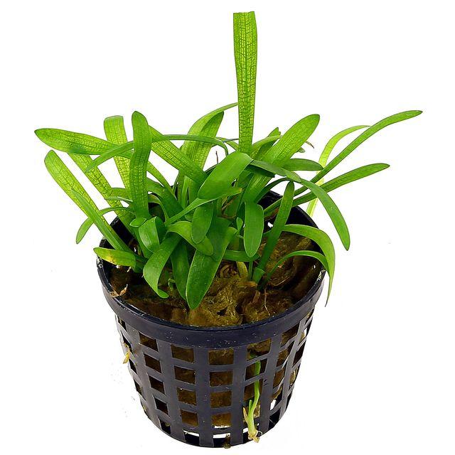 TCulture Sagittaria Subulata Live Aquatic Plant for Aquarium - Easy Carpeting Plant for Fish Tank, Freshwater Aquascaping & Shrimp Habitat