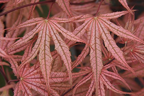 Olsen's Frosted Strawberry Japanese Maple Tree - 2 Year Old Live Plant for Landscaping, Garden Decor, and Outdoor Ornamental Use