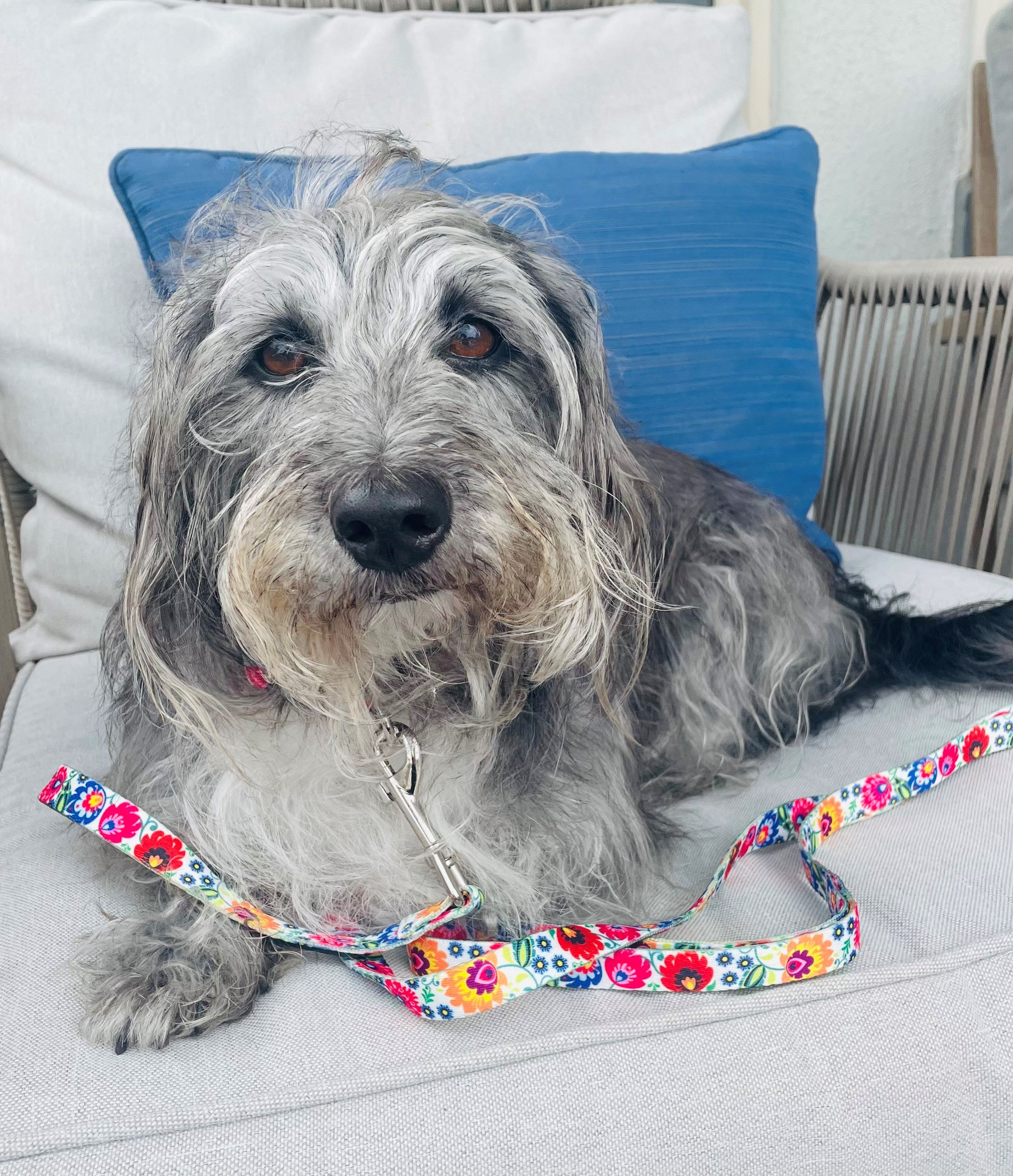 Premium Ladybird Dog Collar - Adjustable Pet Collar with D-Ring for Leash, Cute Ladybug Pattern Pet Accessories for Small Medium Dogs - Perfect for Daily Walks, Training & Outdoor Adventures