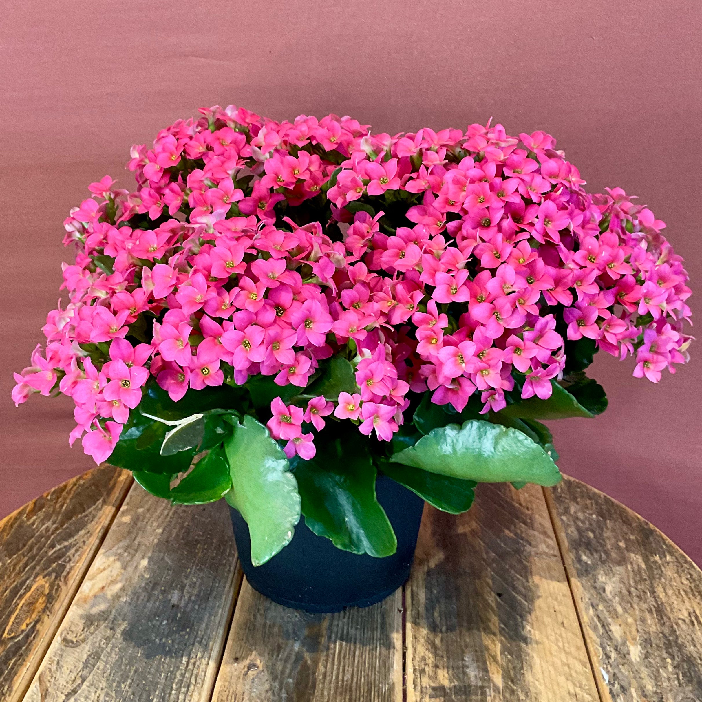 Kalanchoe Succulent Plant - Medium Size - Perfect for Home Decor, Office Desk & Gift Giving