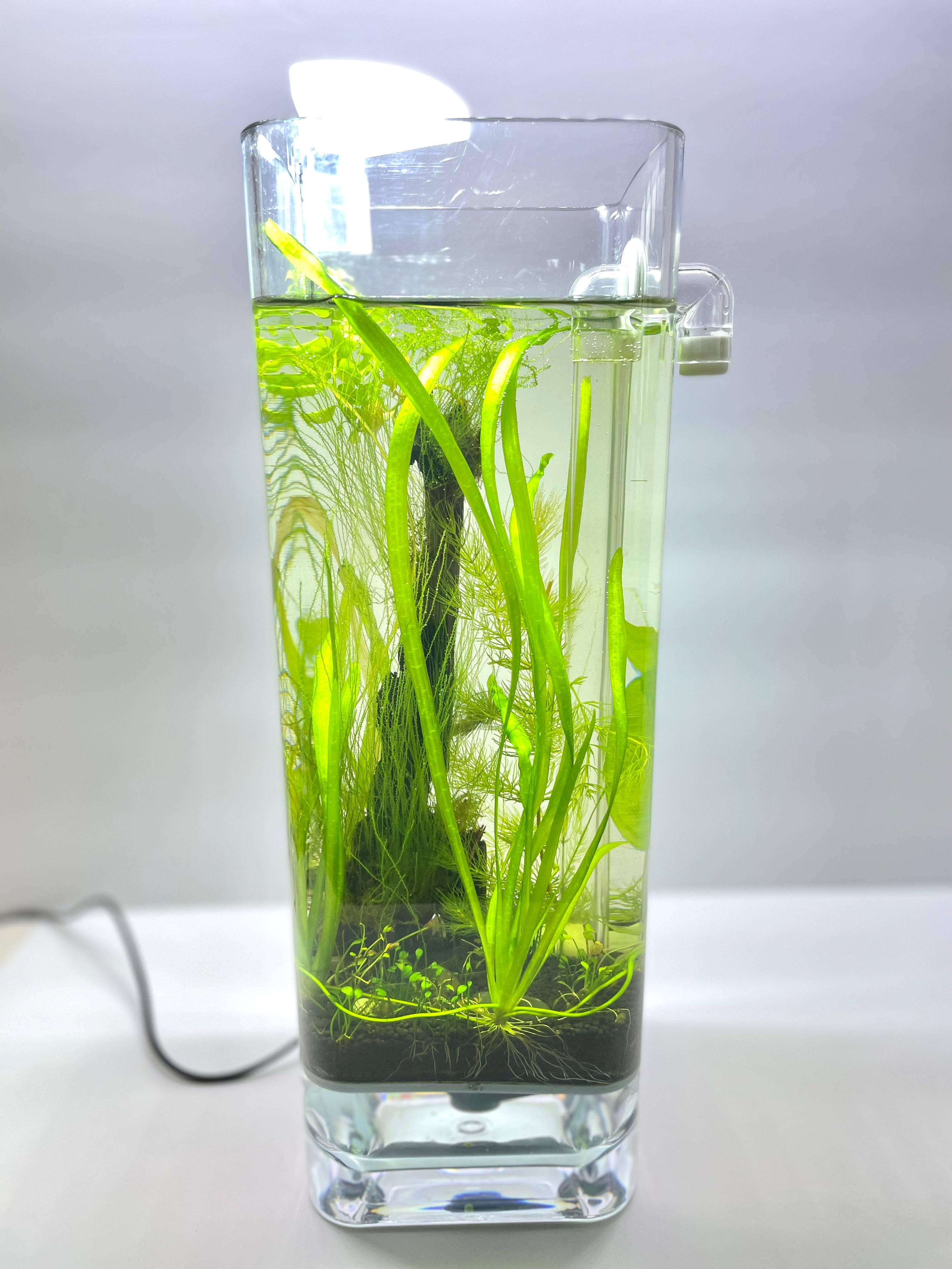 Premium Fine Grill, Aquarium Soil & Plant Anchors Kit - Ideal for 1 Gallon Fish Tank | Perfect for Small Aquascaping, Nano Tanks & Betta Fish Habitats