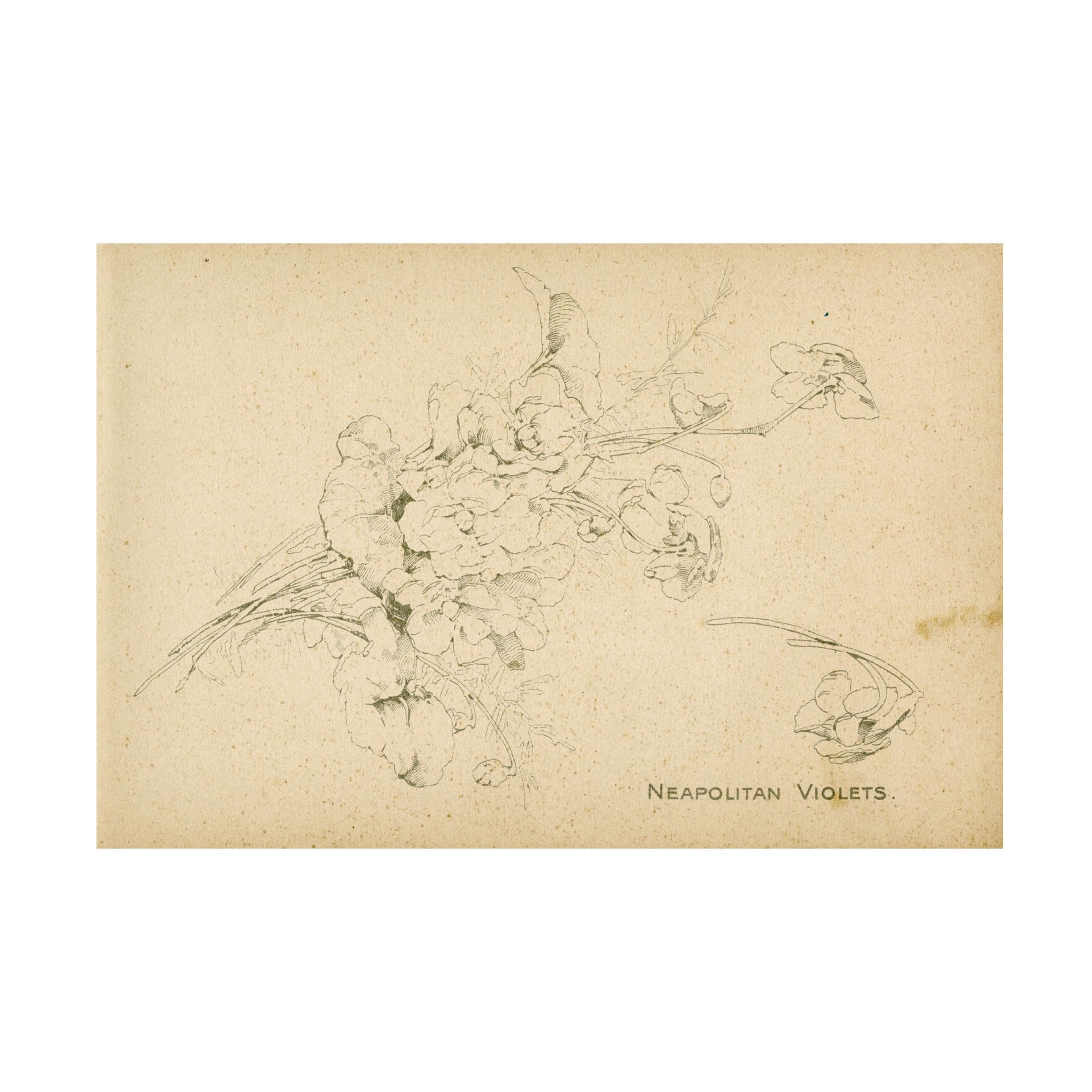 Trademark Fine Art 'Neapolitan Violets' Canvas Wall Art Print - Floral Home Decor for Living Room, Bedroom & Office