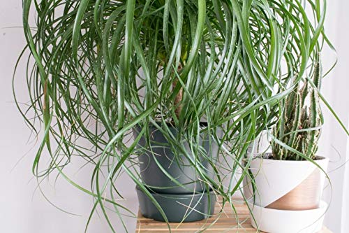 Beaucarnea Recurvata (Ponytail Palm) - 5 Live Indoor Plants in 6