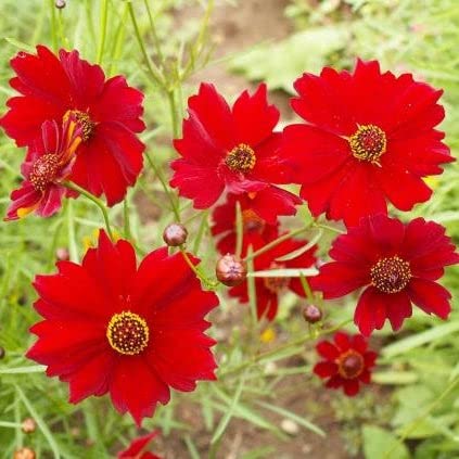 Eden Brothers Plains Coreopsis Seeds - Tall Red Wildflower Seeds for Pollinator Gardens & Landscaping | Attracts Butterflies & Bees