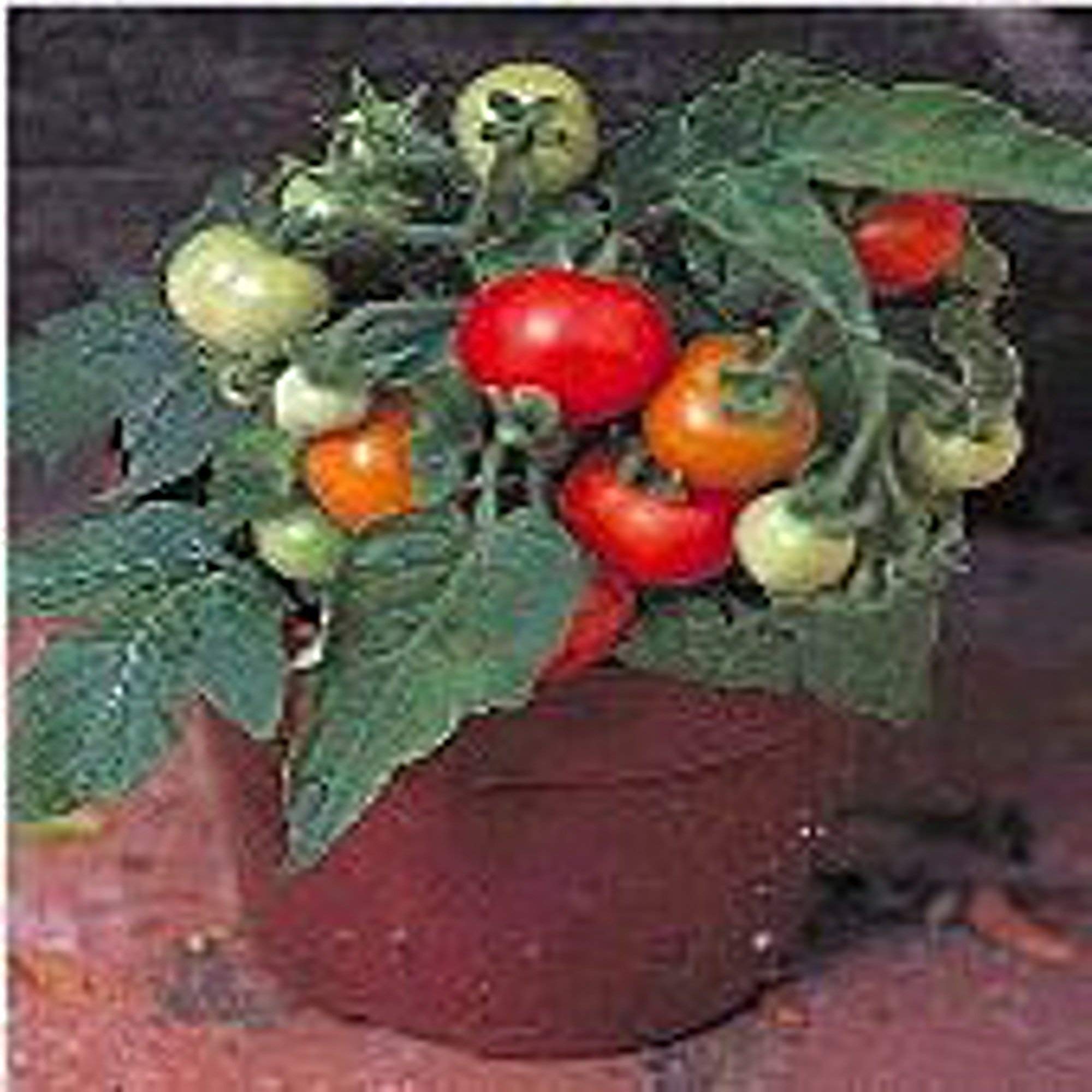 Micro Tom Tomato Seeds - Non-GMO Heirloom Variety (25+ Seeds) for Home Gardening, Indoor Pots, and Edible Landscaping | Seed King Express