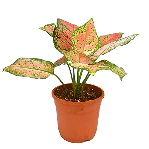 Aglaonema Chinese Evergreen Indoor Plant for Home & Office - Low Light Houseplant for Air Purification | Perfect for Living Room, Bedroom, or Workspace Decor
