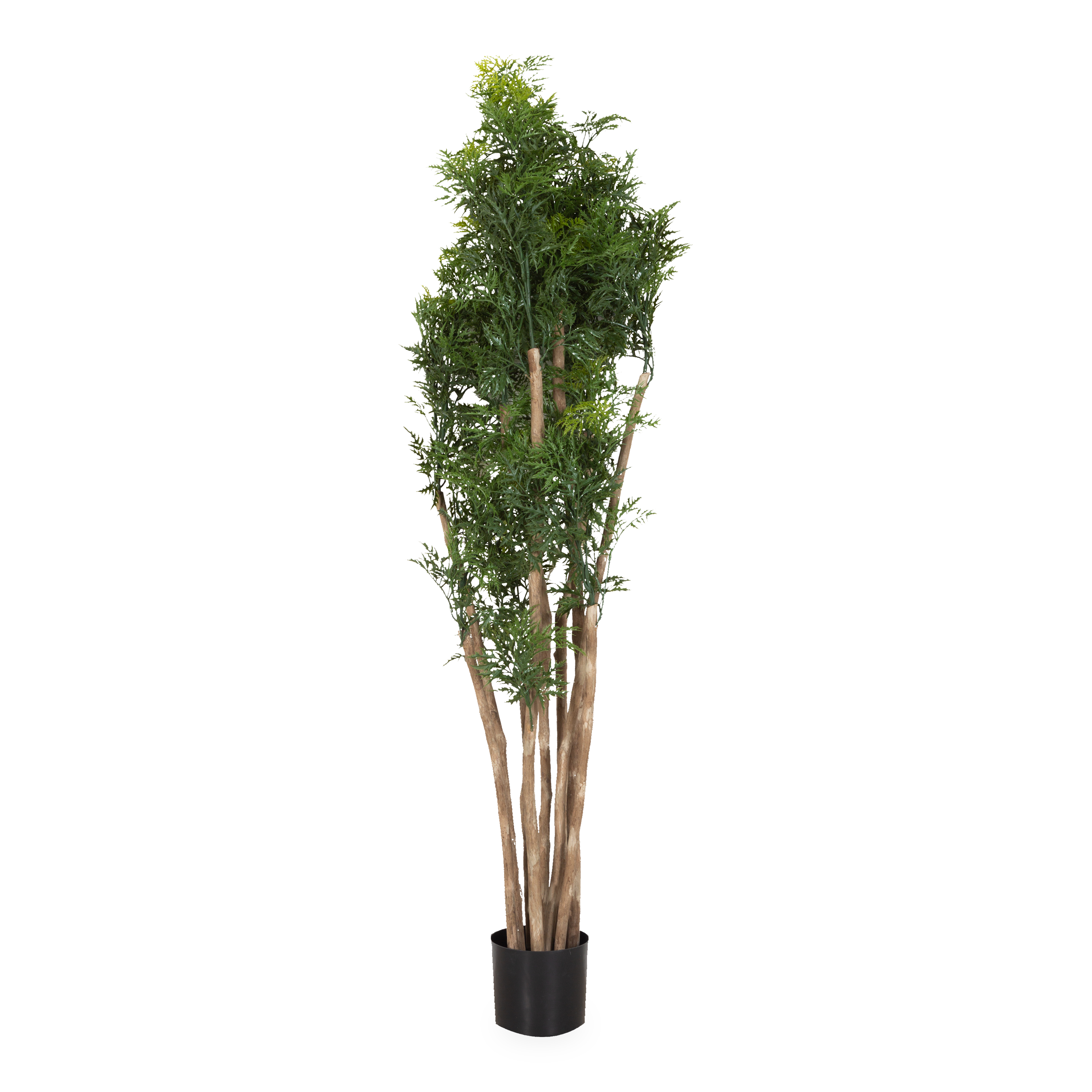 Buy Ming Aralia Tree Online - Low Maintenance Indoor Houseplant for Home & Office Decor | Perfect for Living Rooms, Bedrooms & Workspaces