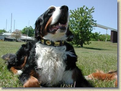 Premium 1 1/4 Inch Medium Swiss Dog Collar - Contemporary Design for Small to Medium Dogs - Perfect for Daily Walks, Training & Fashion Accessories