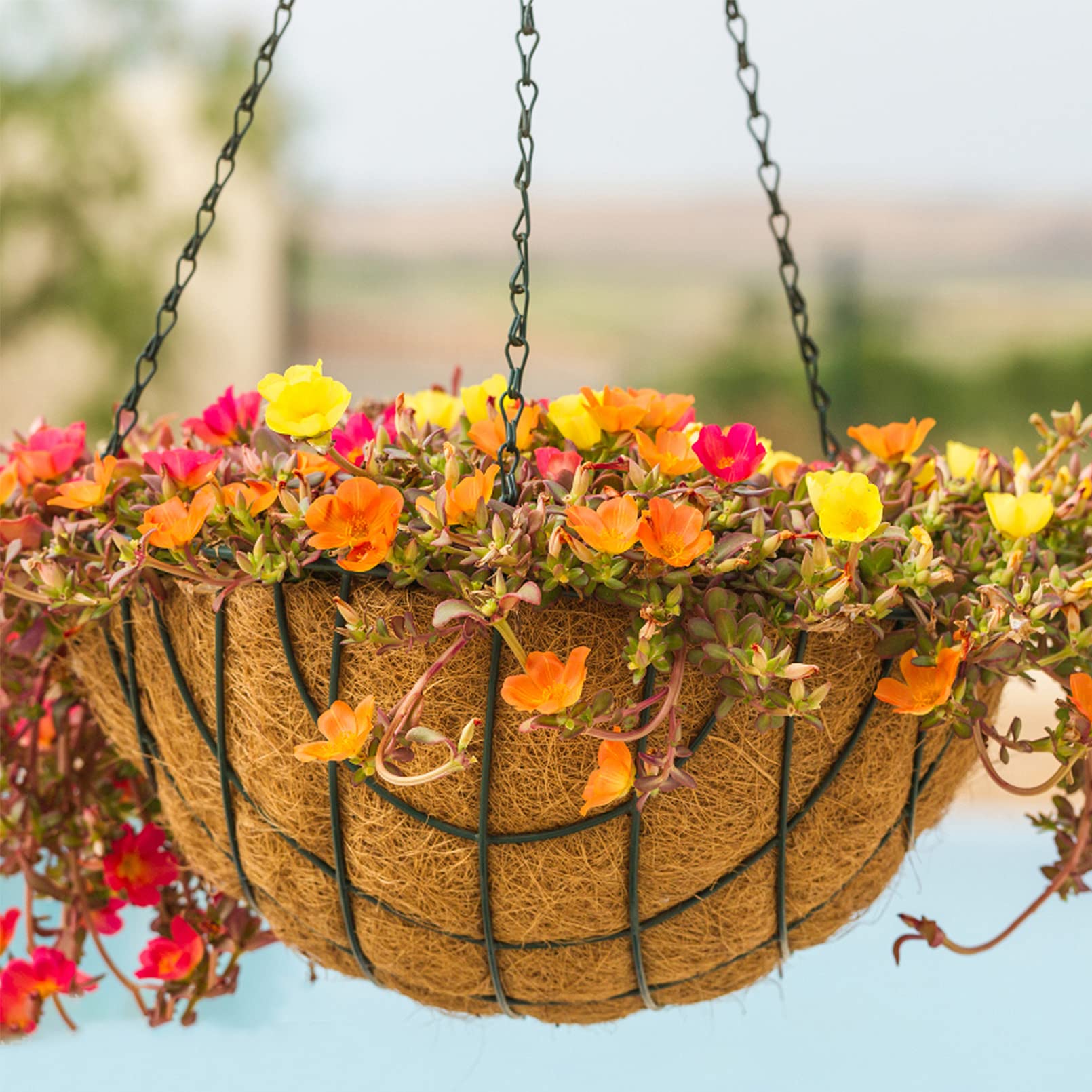 2 Pack Round Coco Liners for Planters - 8/10/12/14/16 Inch Coconut Fiber Planter Liners - Natural Hanging Basket Liners for Wall Planters, Flower Pots & Garden Decor - Perfect for Indoor/Outdoor Plants & Vertical Gardens