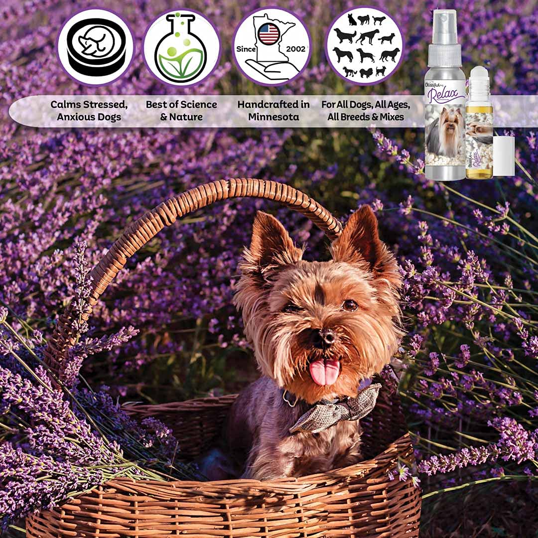 Yorkshire Terrier Relax Roll-On for Dogs - Anxiety Relief & Aromatherapy for Pets at Home