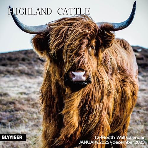 highland cattle
