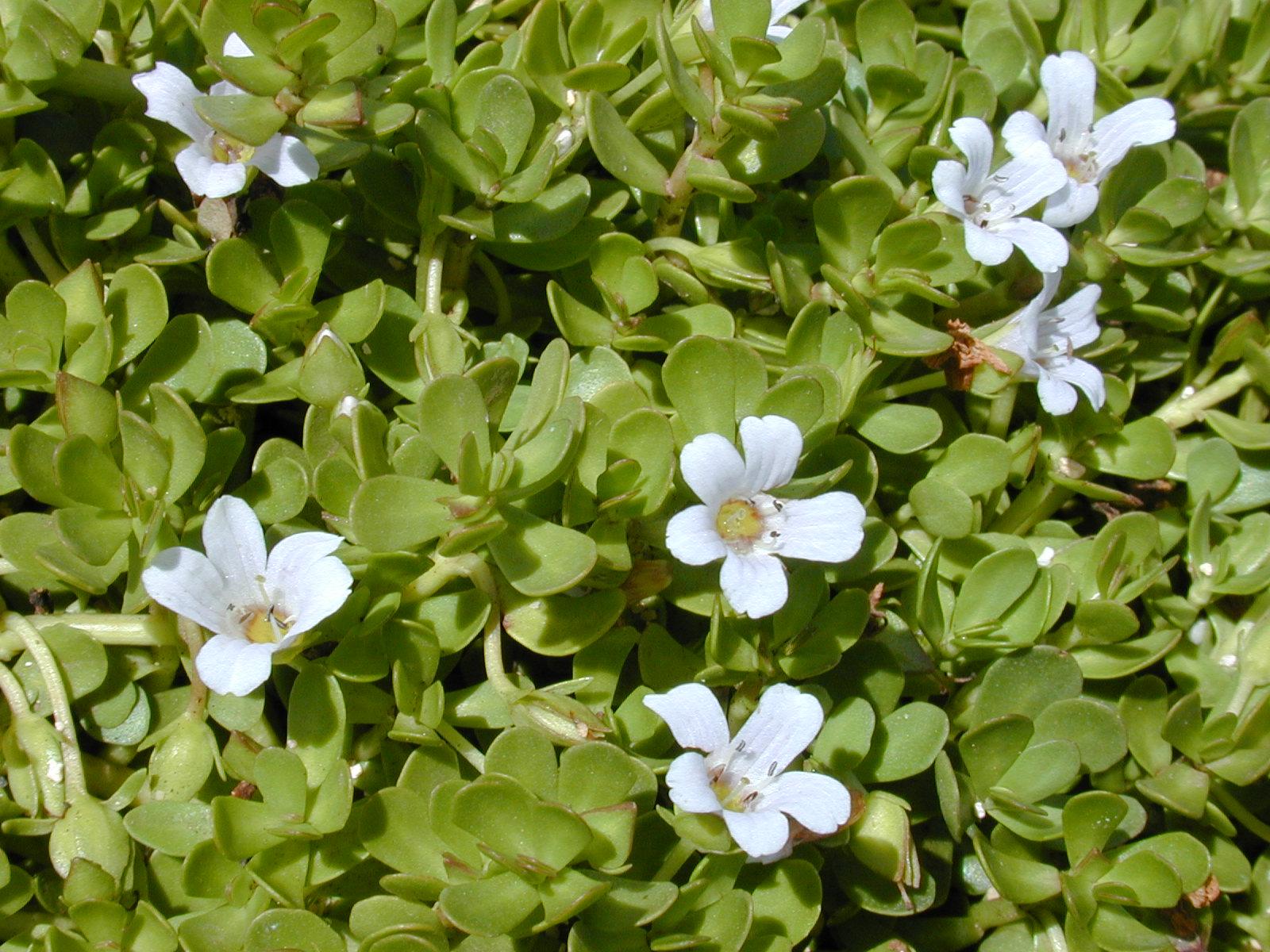 Bacopa Monnieri (Brahmi) - Premium Herbal Supplement for Memory & Brain Health - Natural Cognitive Enhancer for Focus, Stress Relief & Mental Clarity - Perfect for Students, Professionals & Seniors
